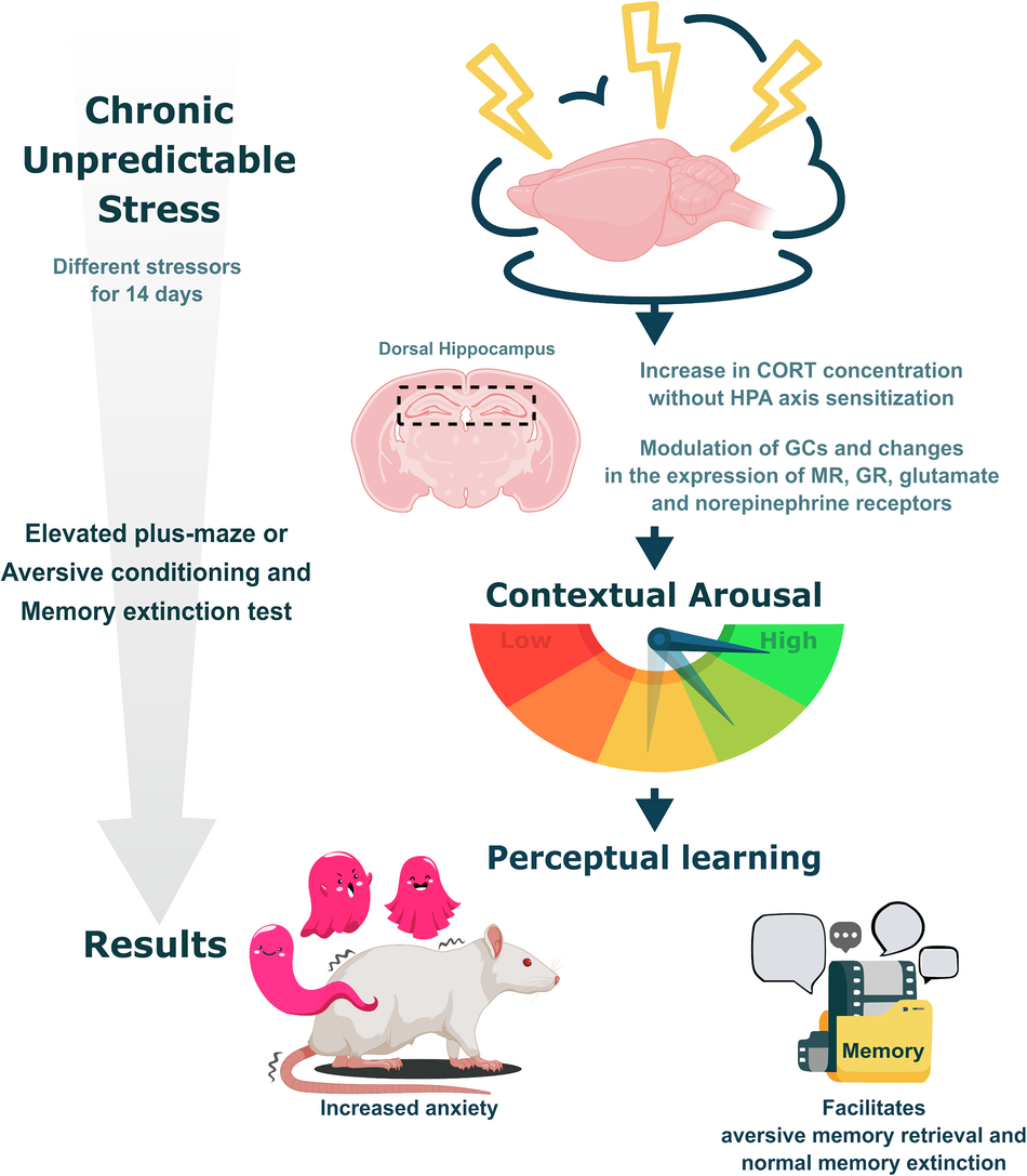 Influence of Weight Loss and Weight Regain on Adipose Tissue Inflammation |  Arteriosclerosis, Thrombosis, and Vascular Biology, image size:950x1087