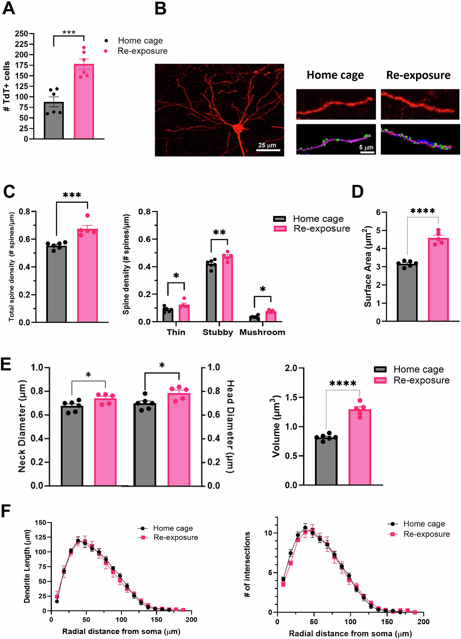 Fig. 6: Neuronal activation and dendritic spine analysis of TdT+ hippocampal pyramidal neurons after cocaine context re-exposure.