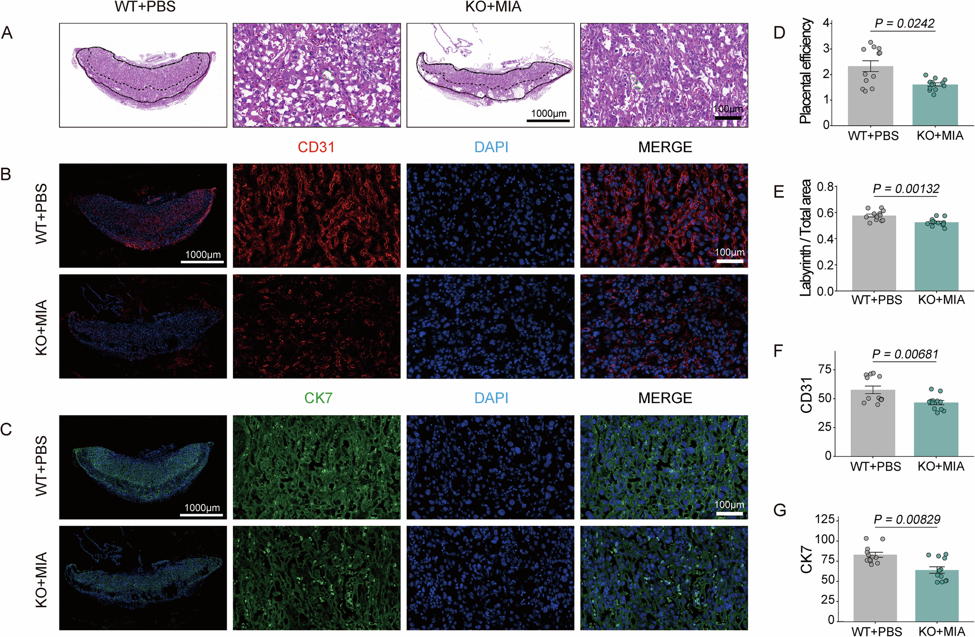 Fig. 3: Morphological and functional analysis of placental development.