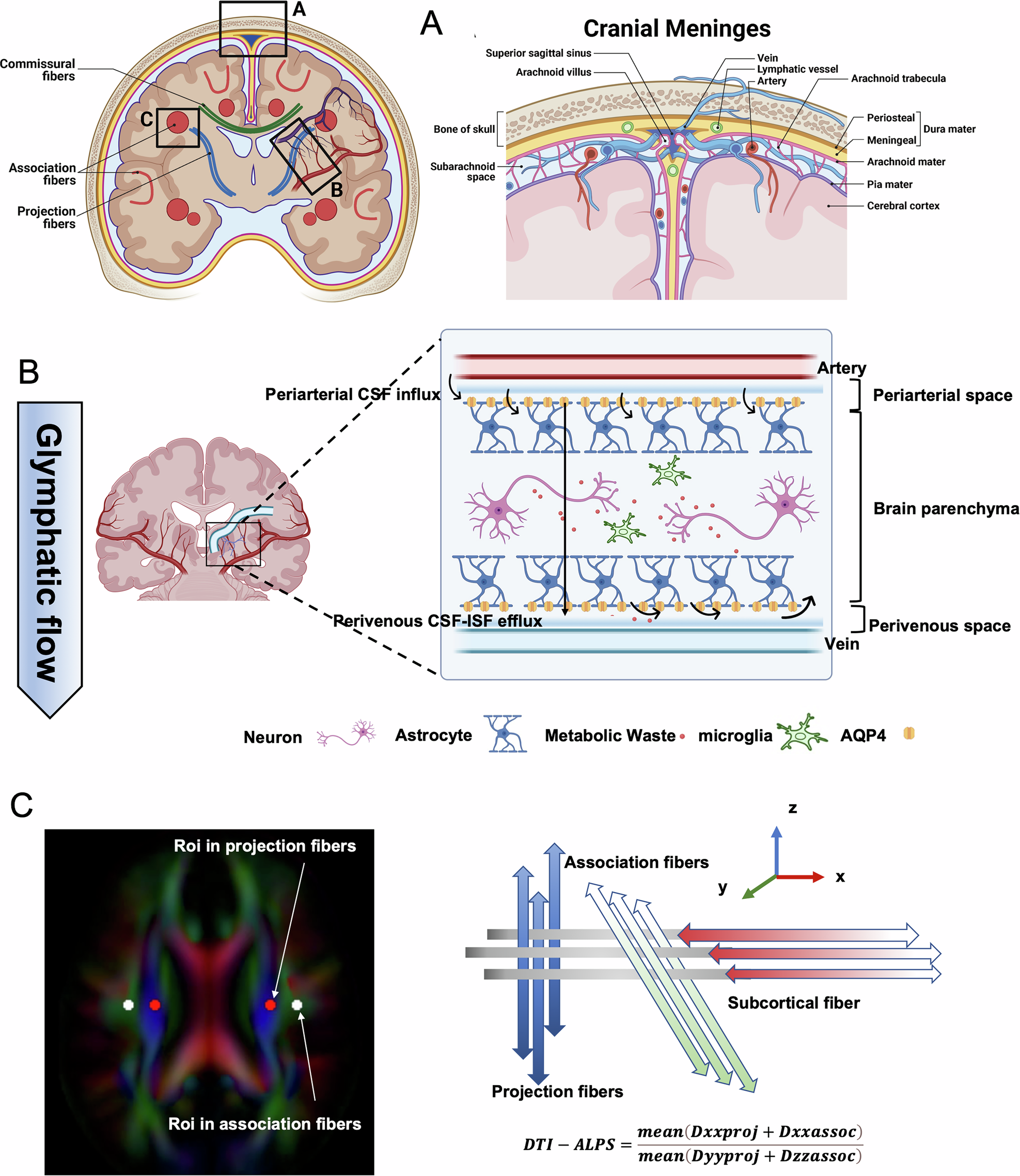 Fig. 1: Overview of glymphatic system on the macroscopic and microscopic scale.
