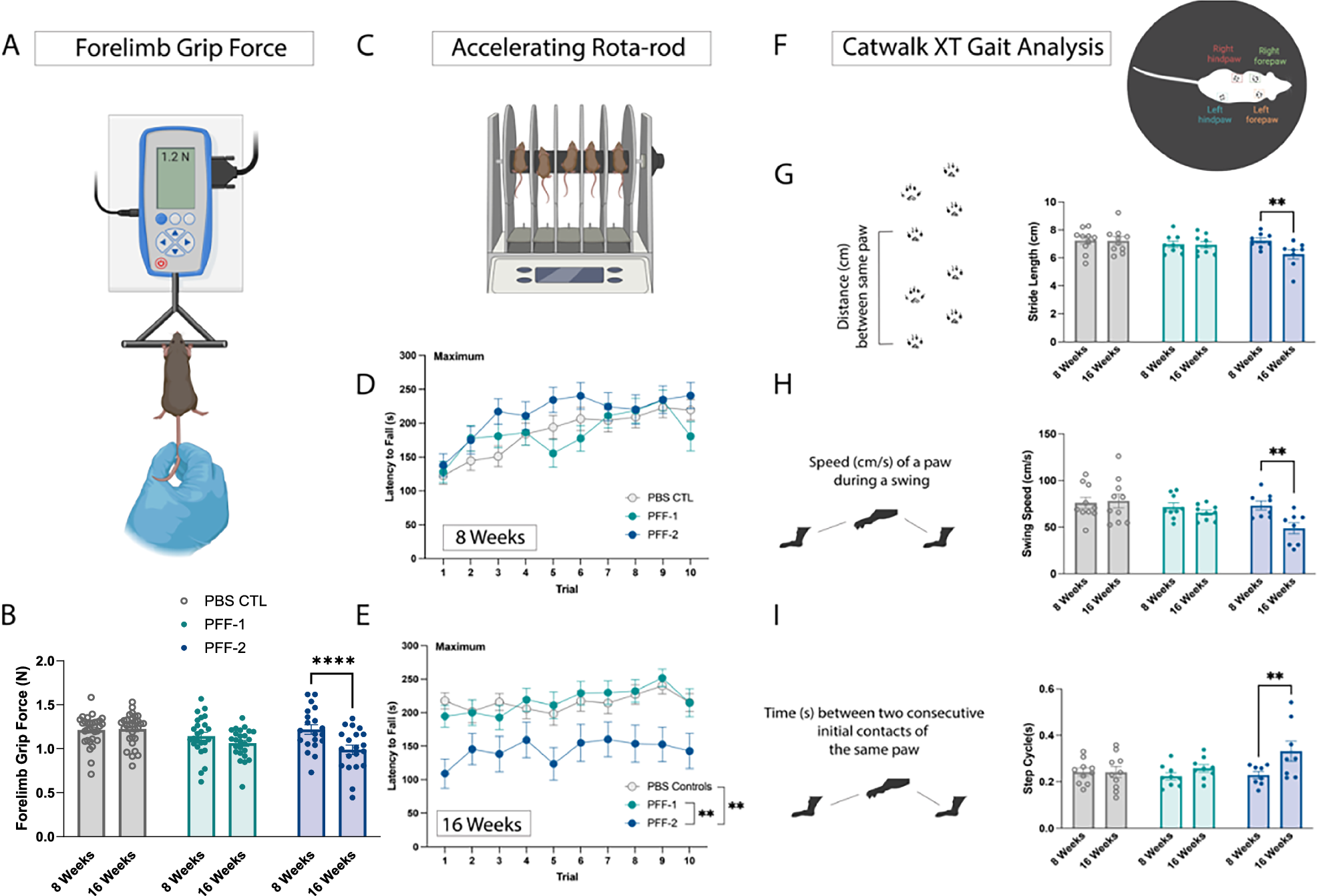 Fig. 4: Inoculation of aSyn PFF-2, but not PFF-1, induce motor deficits within 16 weeks.