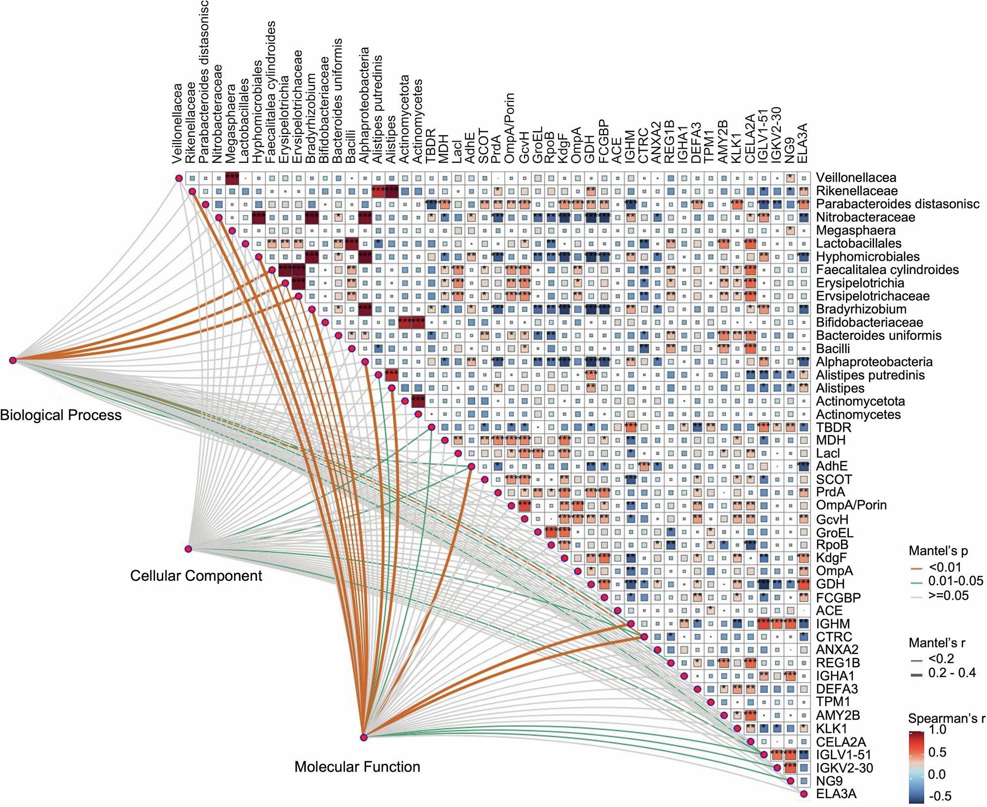 Fig. 5: Correlation Analysis of Differential Gut Microbiota, Microbial GO Functions, Microbial Proteins, and Host Proteins.
