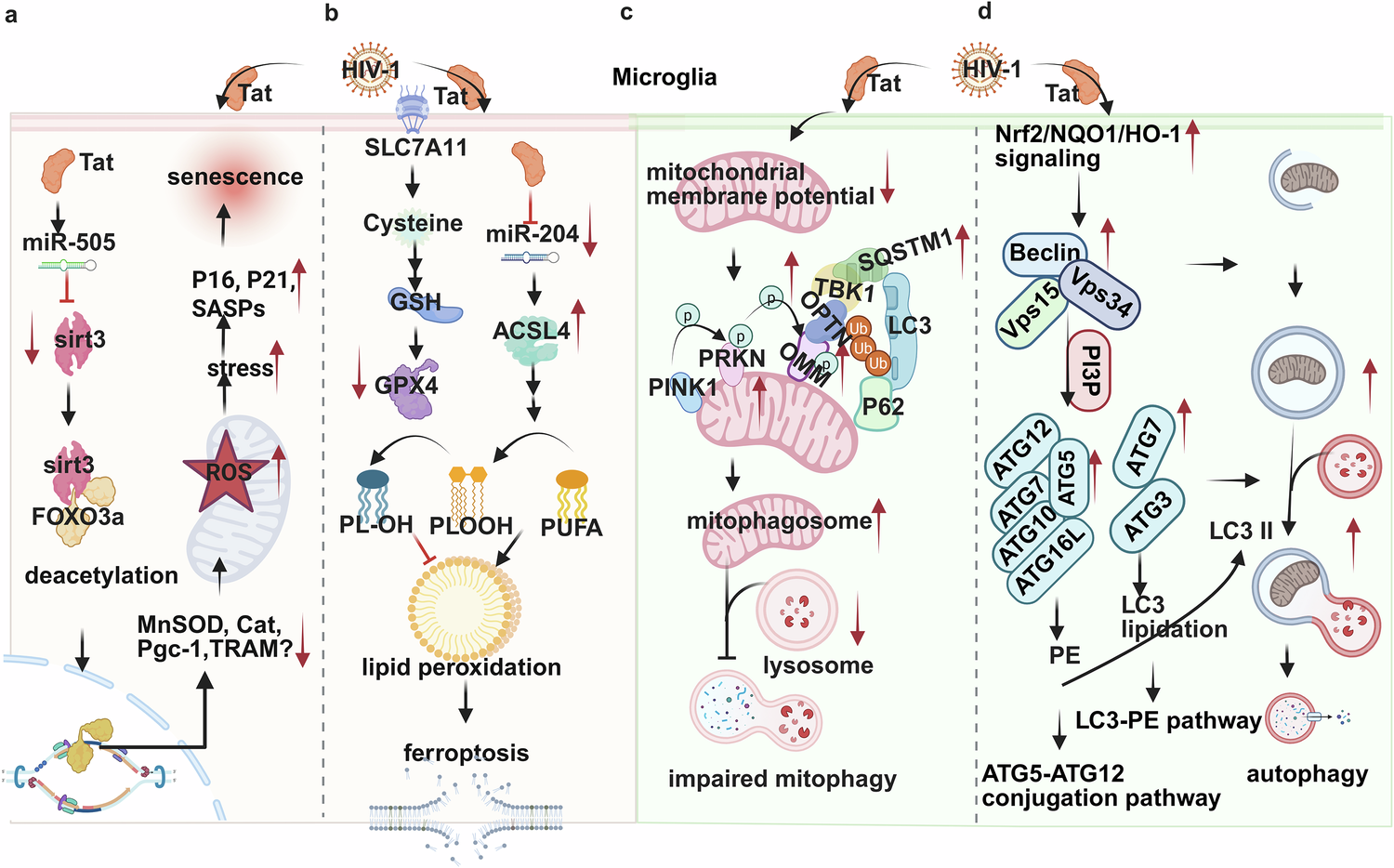 Fig. 1: Dysfunction of microglia through impaired celluler processes induced by HIV-1 Tat.