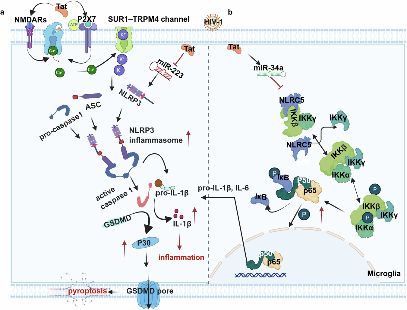 Fig. 2: Activation of microglia by NLRP3 inflammasome or NF-κB pathway induced by HIV-1 Tat.
