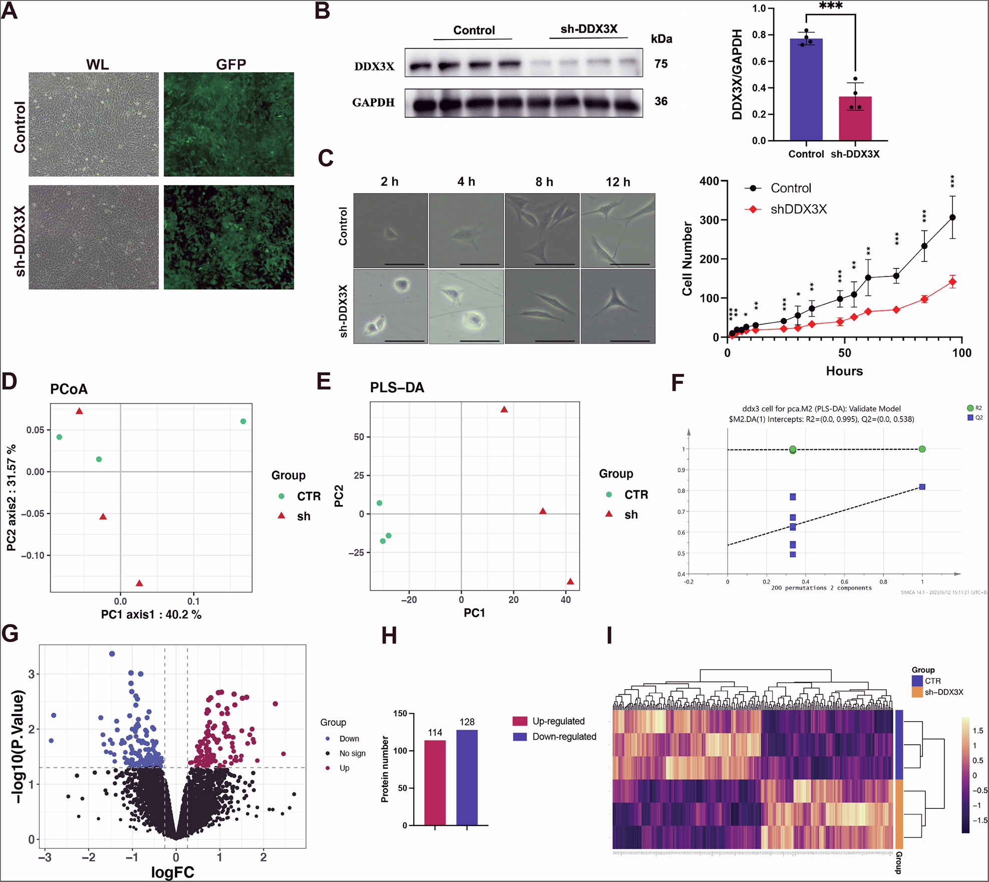 Fig. 2: Lower growth rate in HT22 cells with knockdown of Ddx3x and its iTRAQ proteomics results.