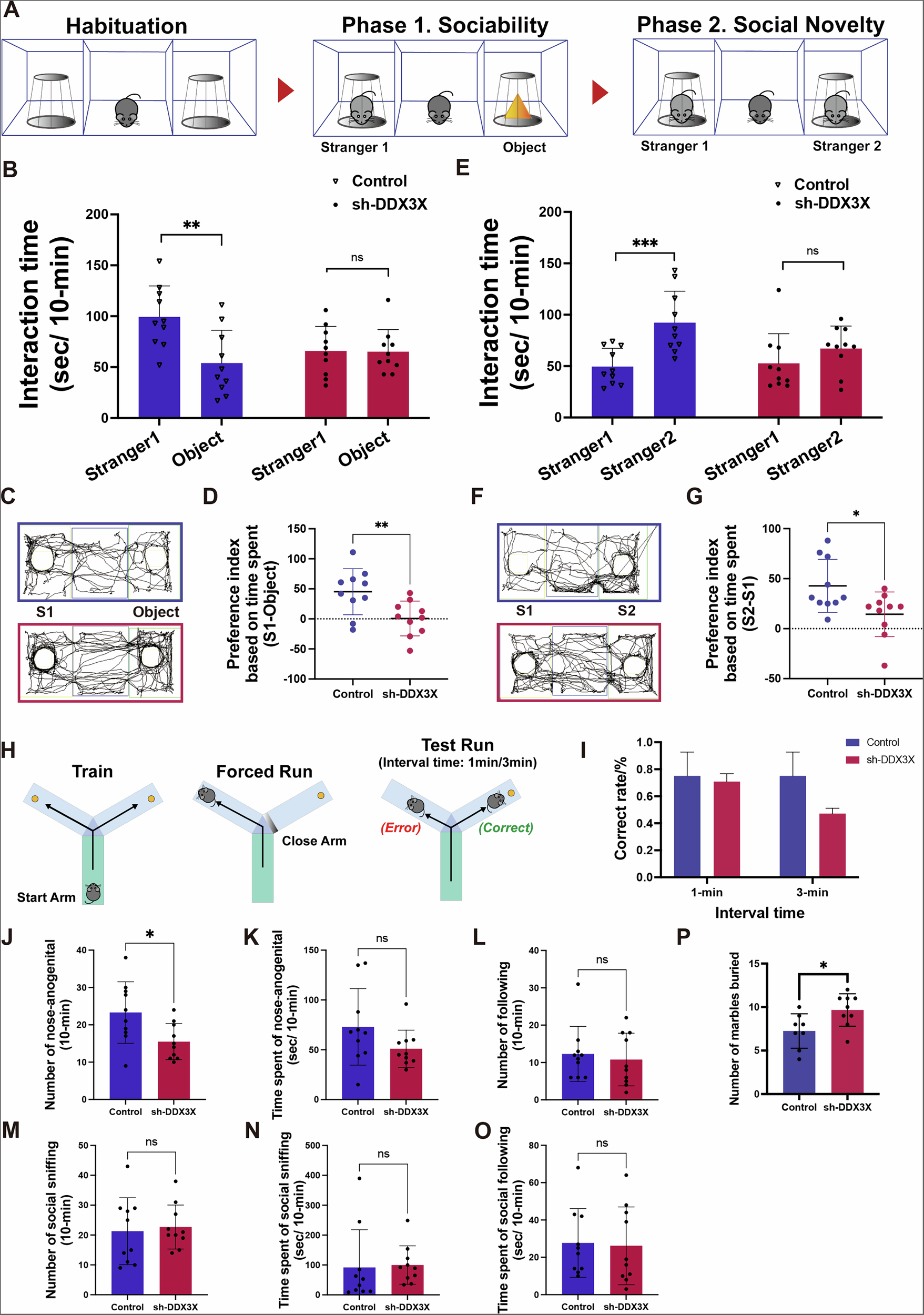 Fig. 4: The results of behavior test involved sociability between control and sh-DDX3X group.