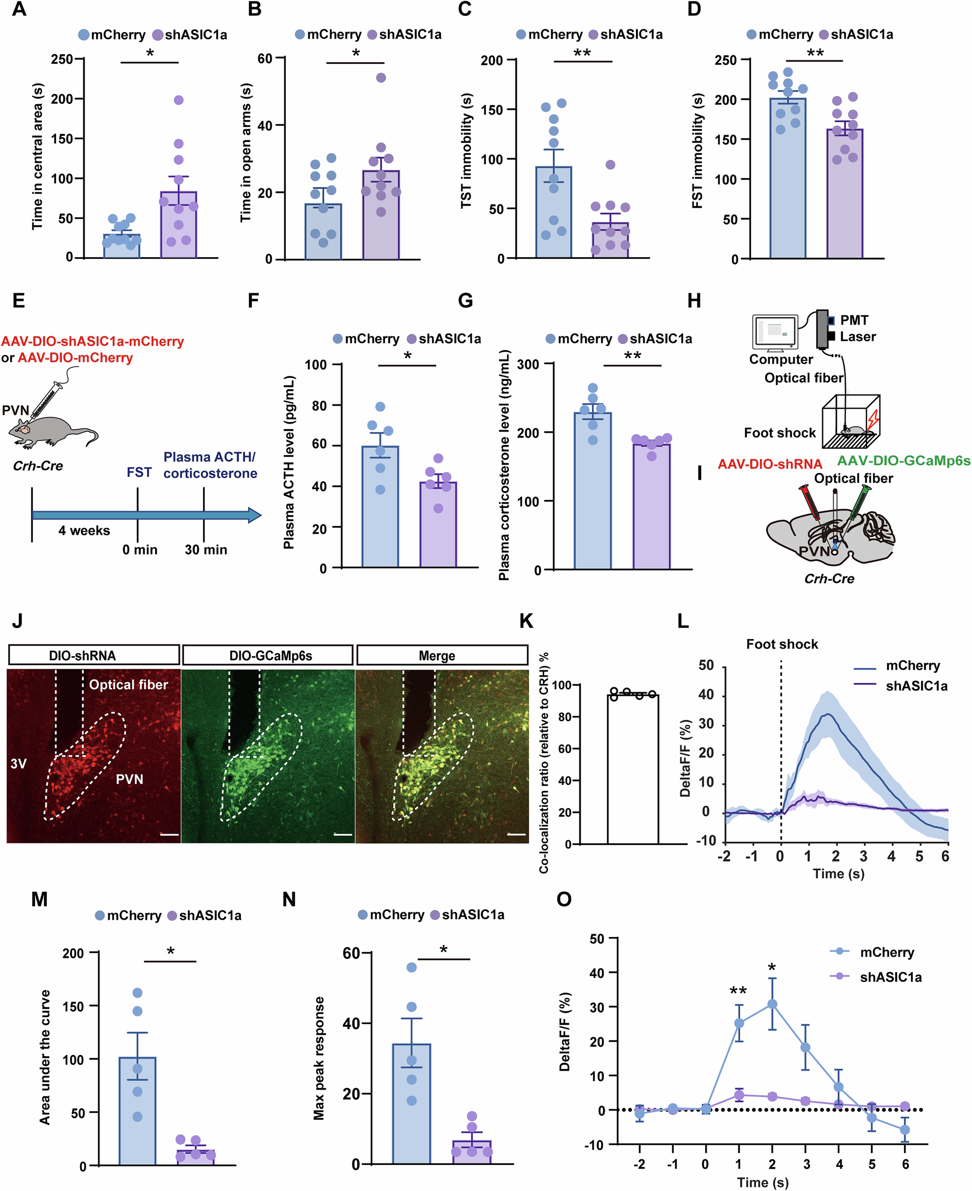 Fig. 3: Knockdown of ASIC1a decreased the CRHPVN neuronal activity and ameliorated anxiety- and depression-related behaviors.