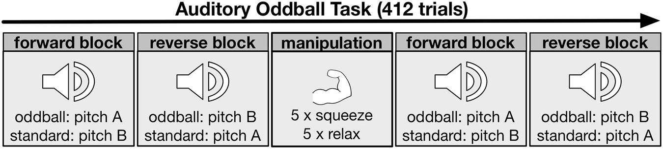 Fig. 1: Auditory Oddball Task.