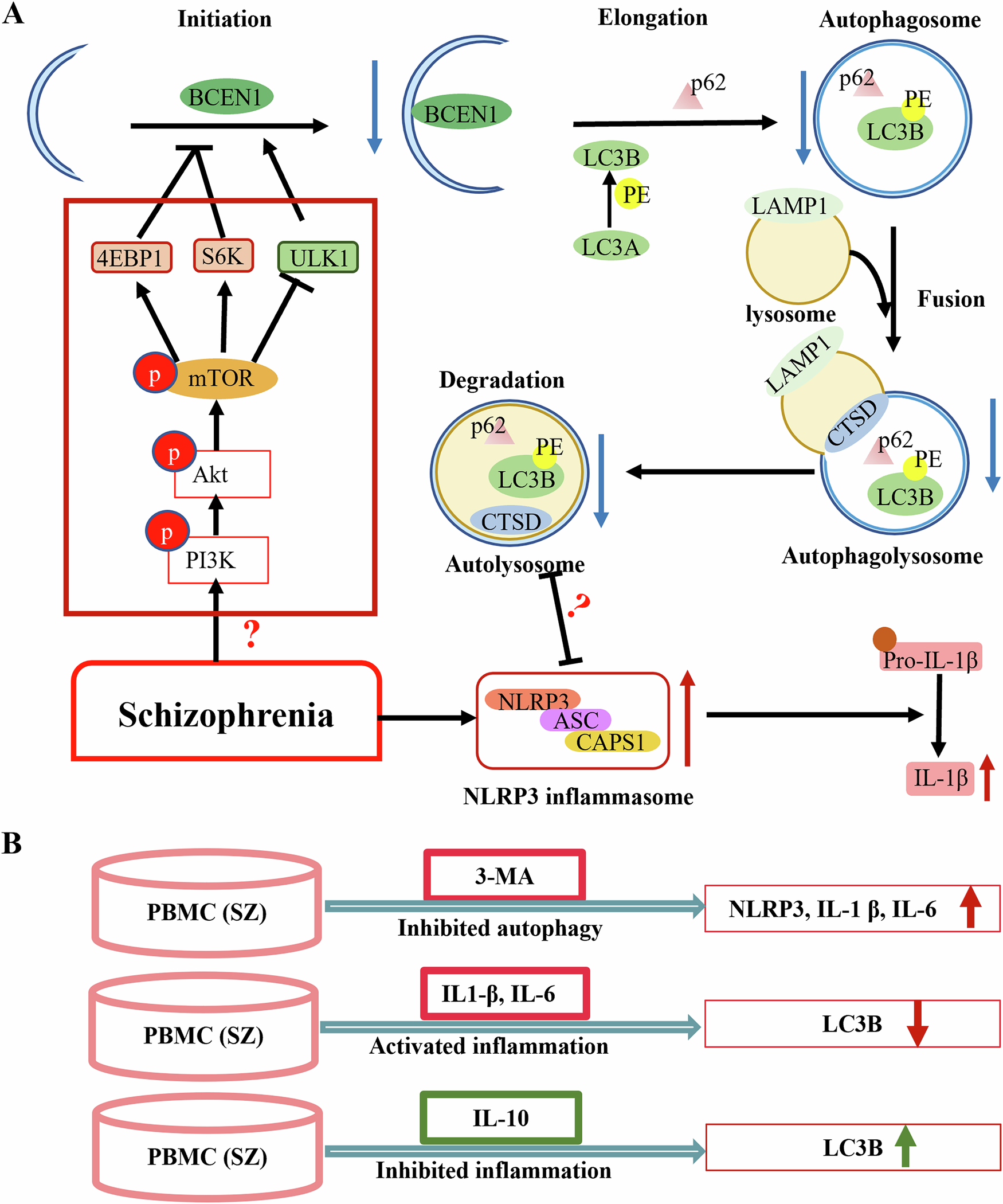 mtor autophagy glutathione regulation of AMPK/Ulk1-dependent autophagy as a key
