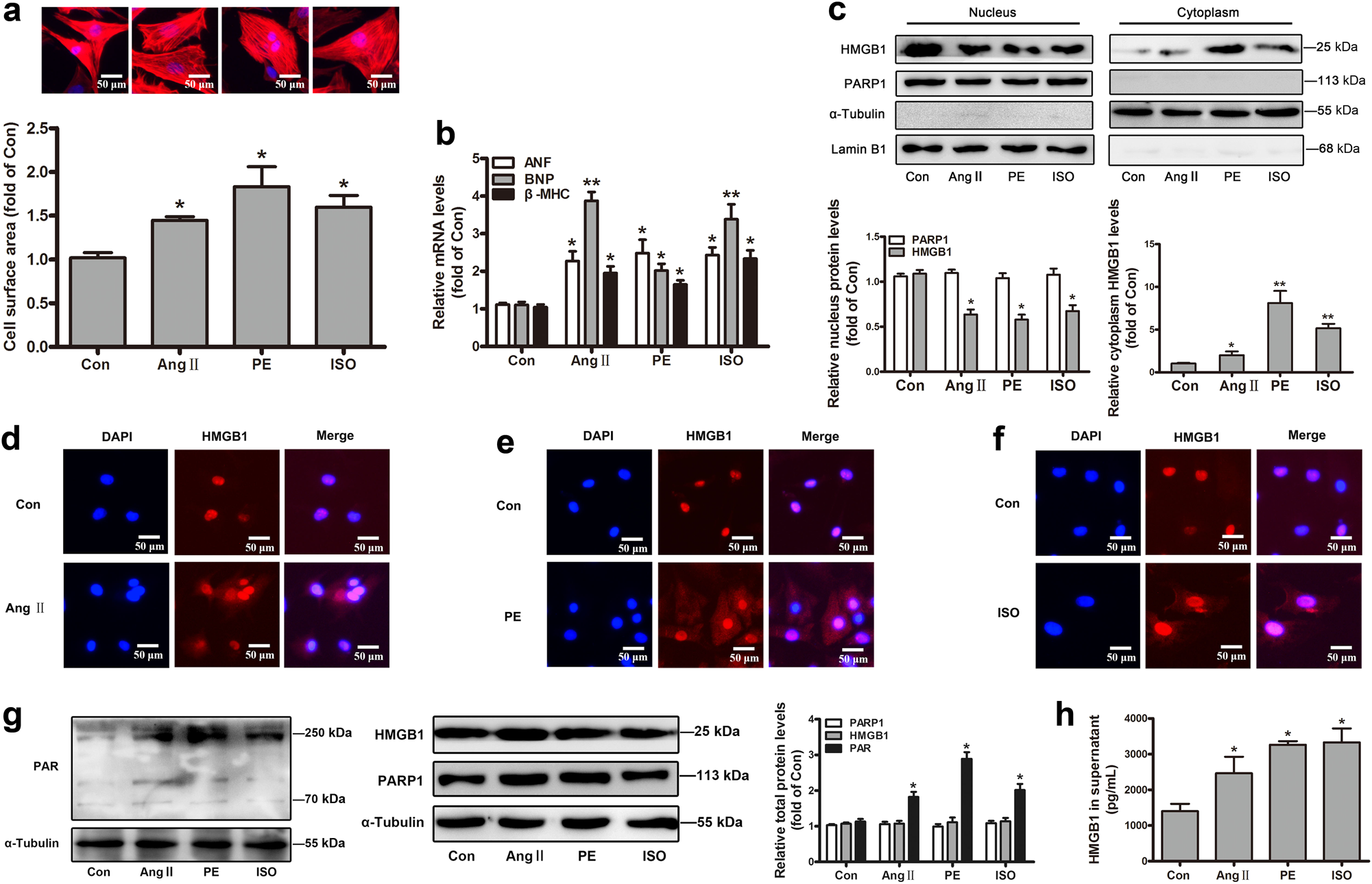 Degradation of HMGB1 and PARP-1 in HeLa cells after infection with C.