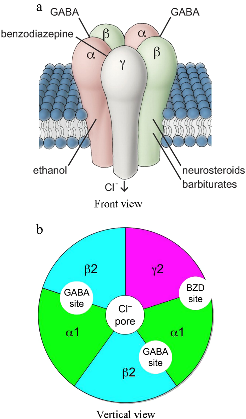 Human pharmacology of positive GABA-A subtype-selective receptor modulators  for the treatment of anxiety | Acta Pharmacologica Sinica