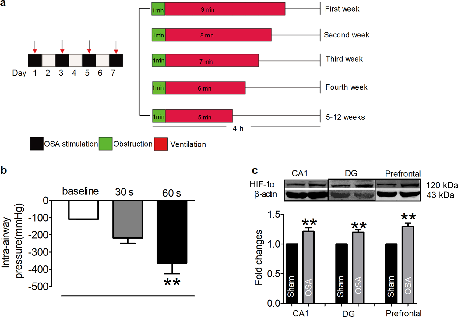 Metoprolol Prevents Neuronal Dendrite Remodeling In A Canine Model
