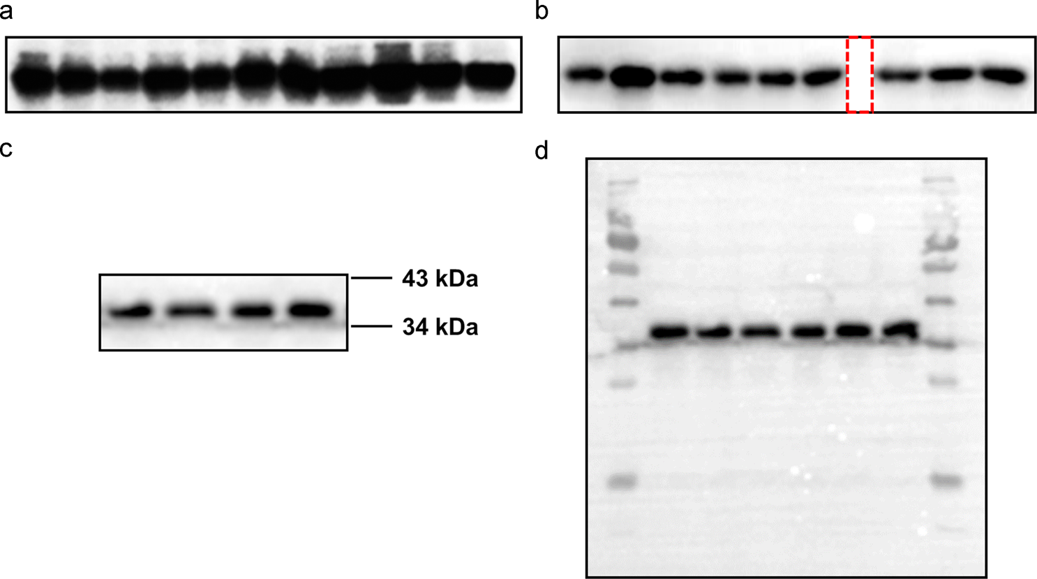 Western blots show p65 antibodies that passed the test of specificity