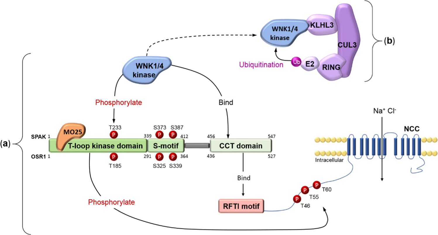 WNK-SPAK/OSR1-NCC kinase signaling pathway as a novel target for the  treatment of salt-sensitive hypertension | Acta Pharmacologica Sinica