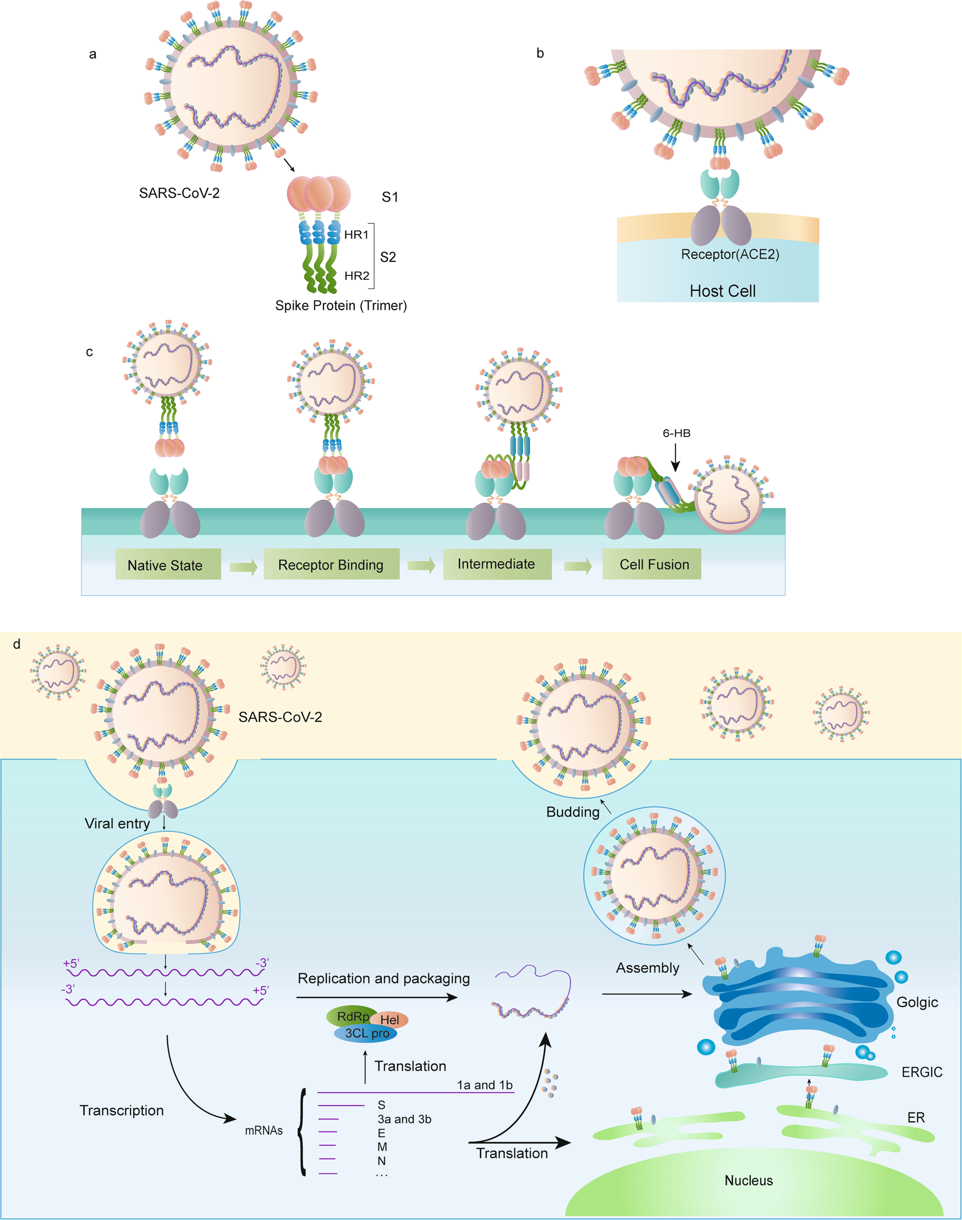 Structural and functional properties of SARS-CoV-2 spike protein: potential  antivirus drug development for COVID-19 | Acta Pharmacologica Sinica