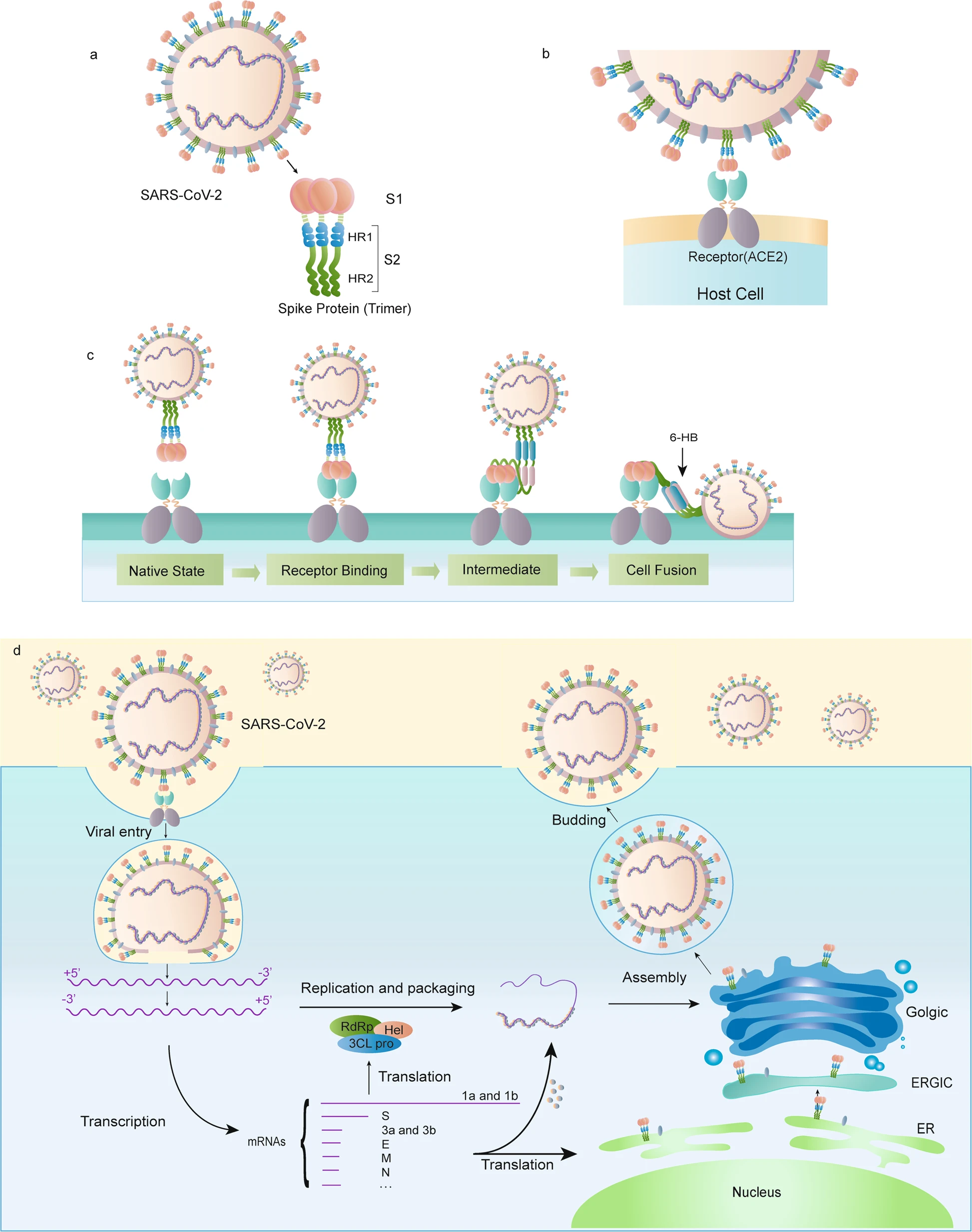 SARS-CoV-2 life cycle