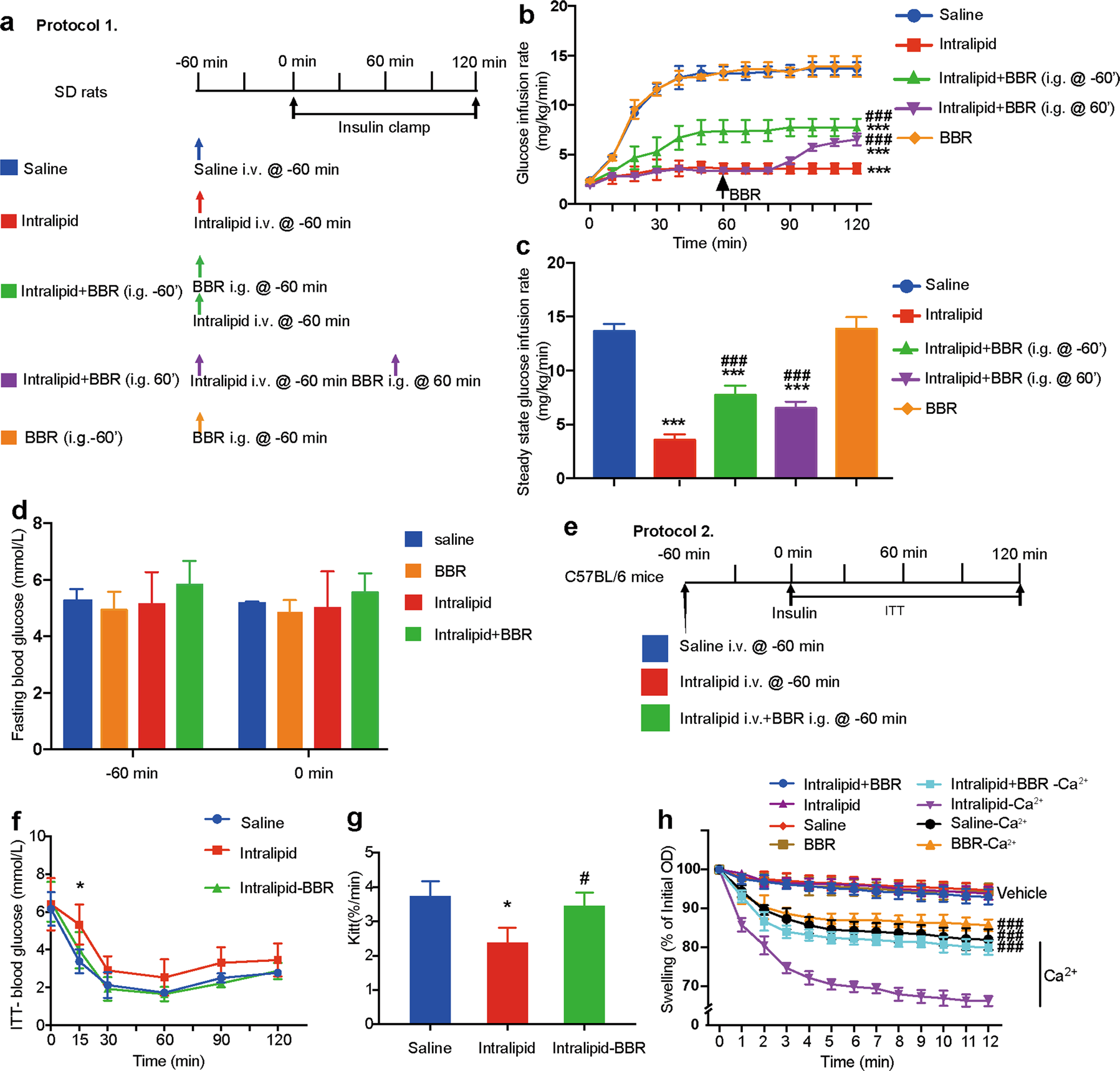 Berberine improves intralipid-induced insulin resistance in murine | Acta  Pharmacologica Sinica