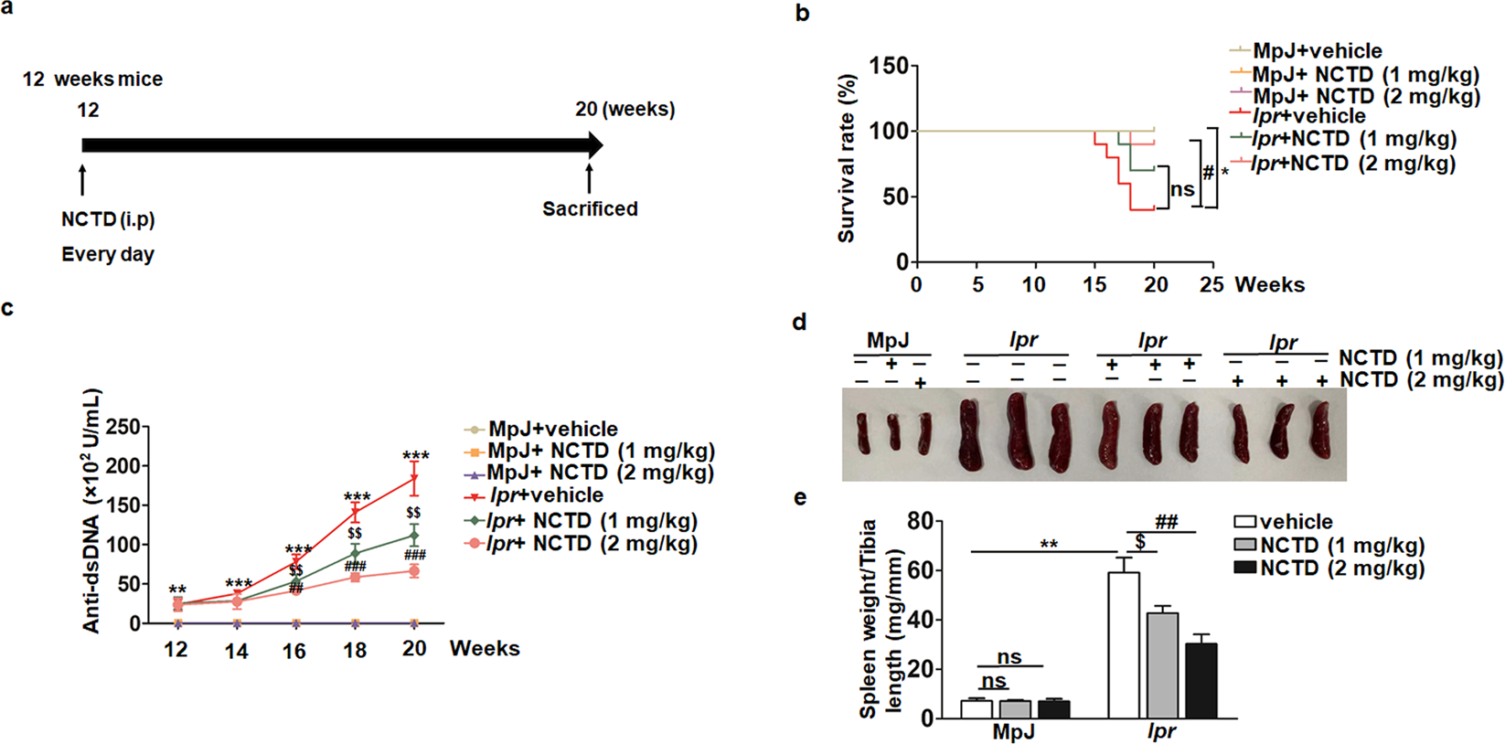 Fig. 1: NCTD treatment significantly prevents SLE development of MRL/lpr mice.