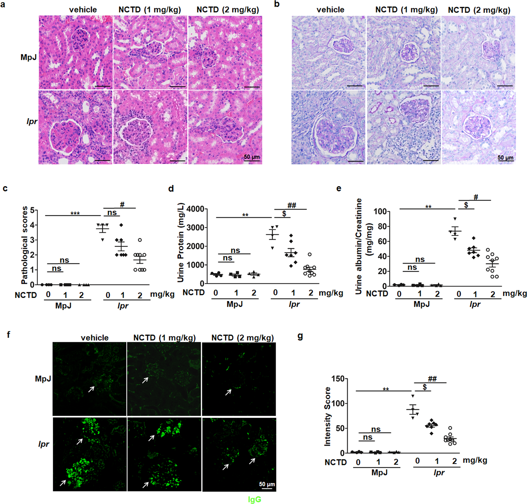 Fig. 2: NCTD administration attenuated renal damage in MRL/lpr mice.