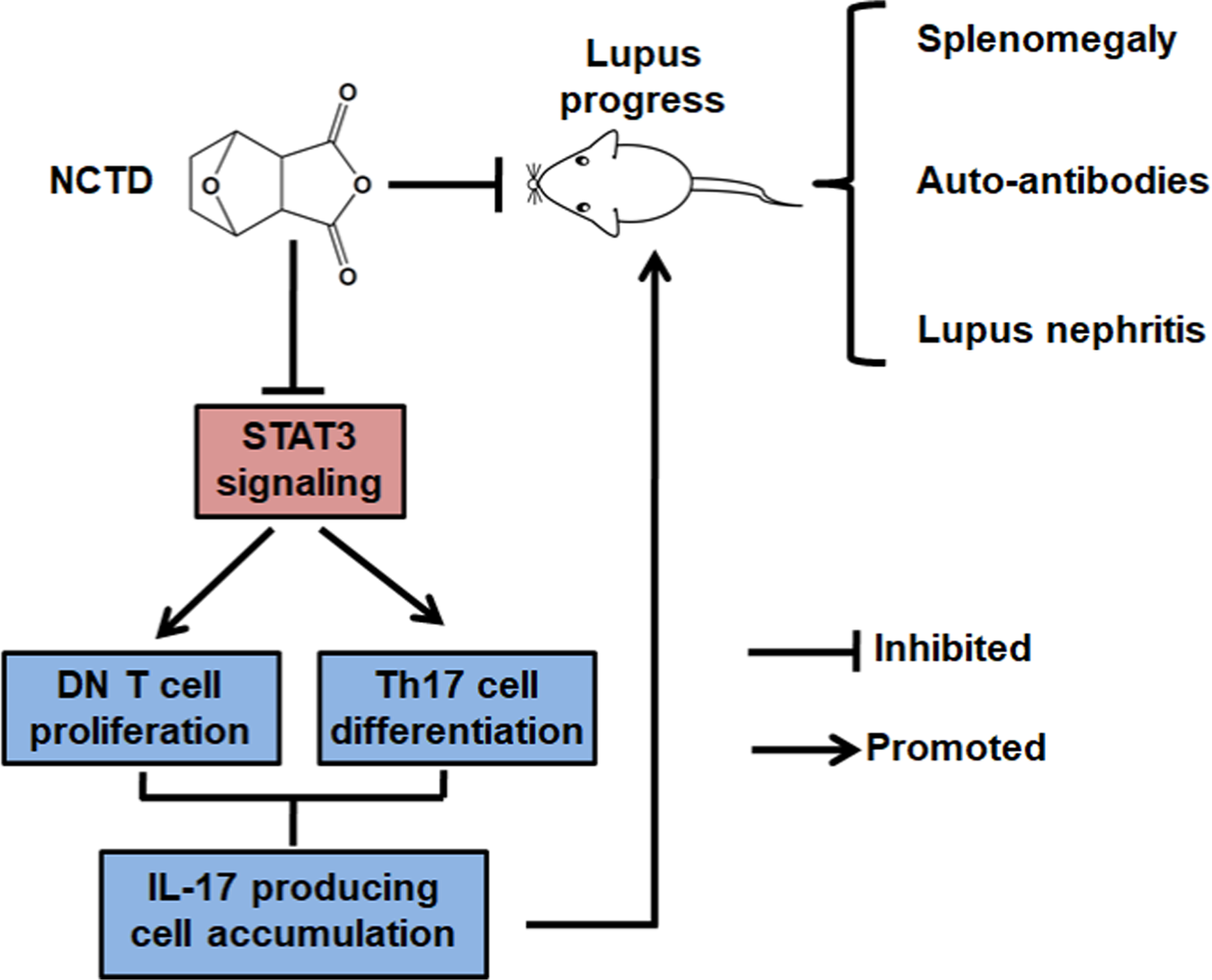 Fig. 8: A summarization about the protective effect and underlying mechanisms of NCTD in SLE development.