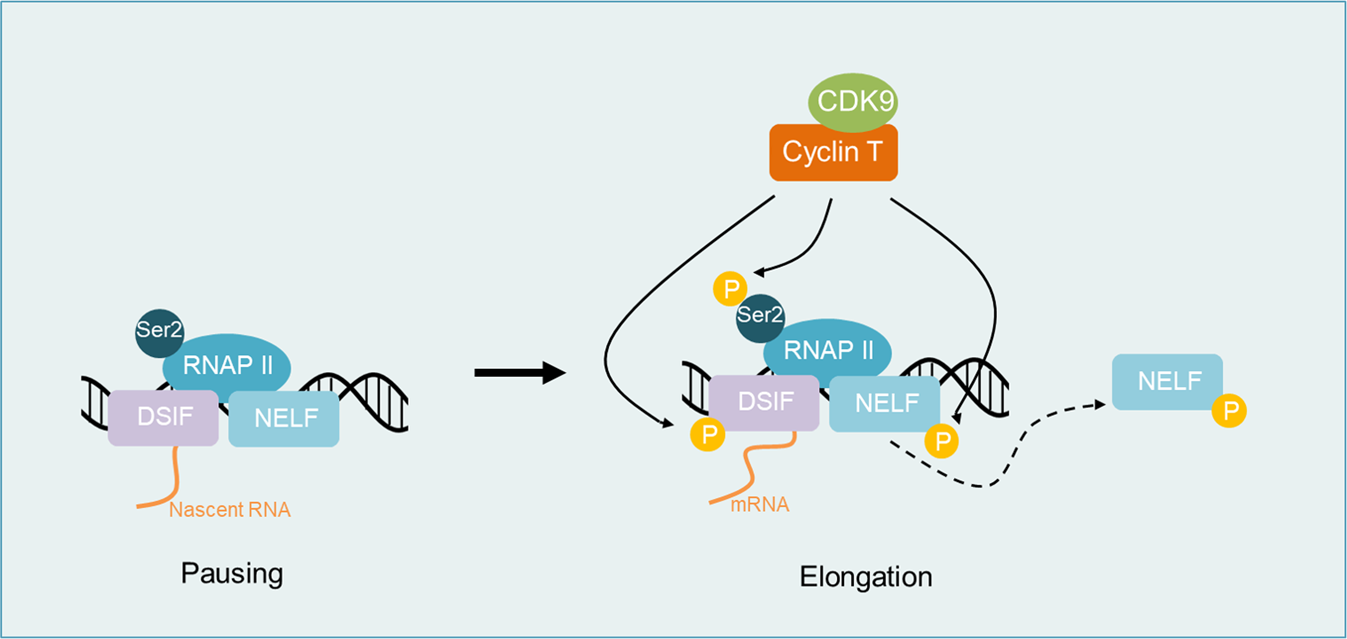 Picture of Cyclin-dependent kinase 9