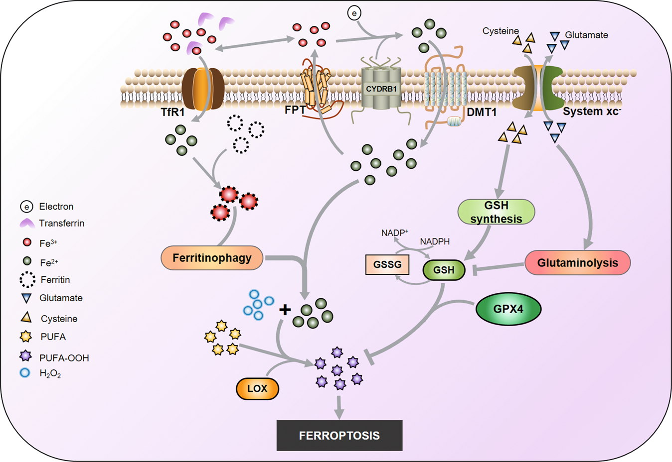 Ferroptosis In Viral Infection The Unexplored Possibility Acta Pharmacologica Sinica