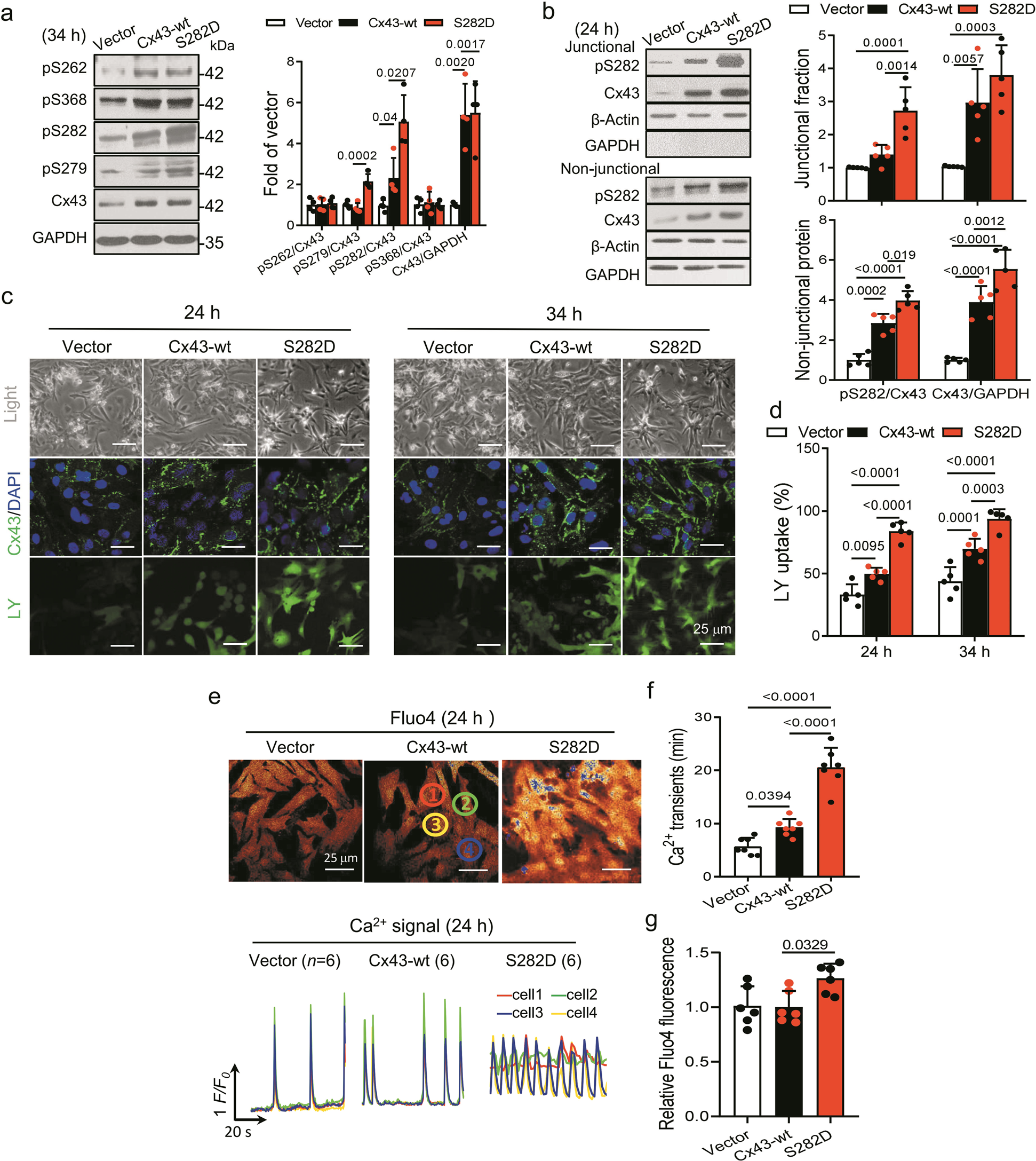Connexin 43 hyper-phosphorylation at serine 282 triggers apoptosis in rat  cardiomyocytes via activation of mitochondrial apoptotic pathway | Acta  Pharmacologica Sinica