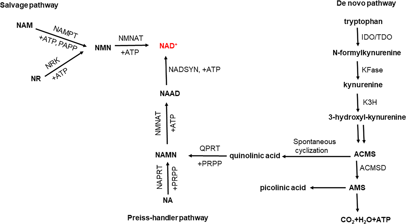Reduced nicotinamide adenine dinucleotide phosphate in redox balance and  diseases: a friend or foe? | Acta Pharmacologica Sinica