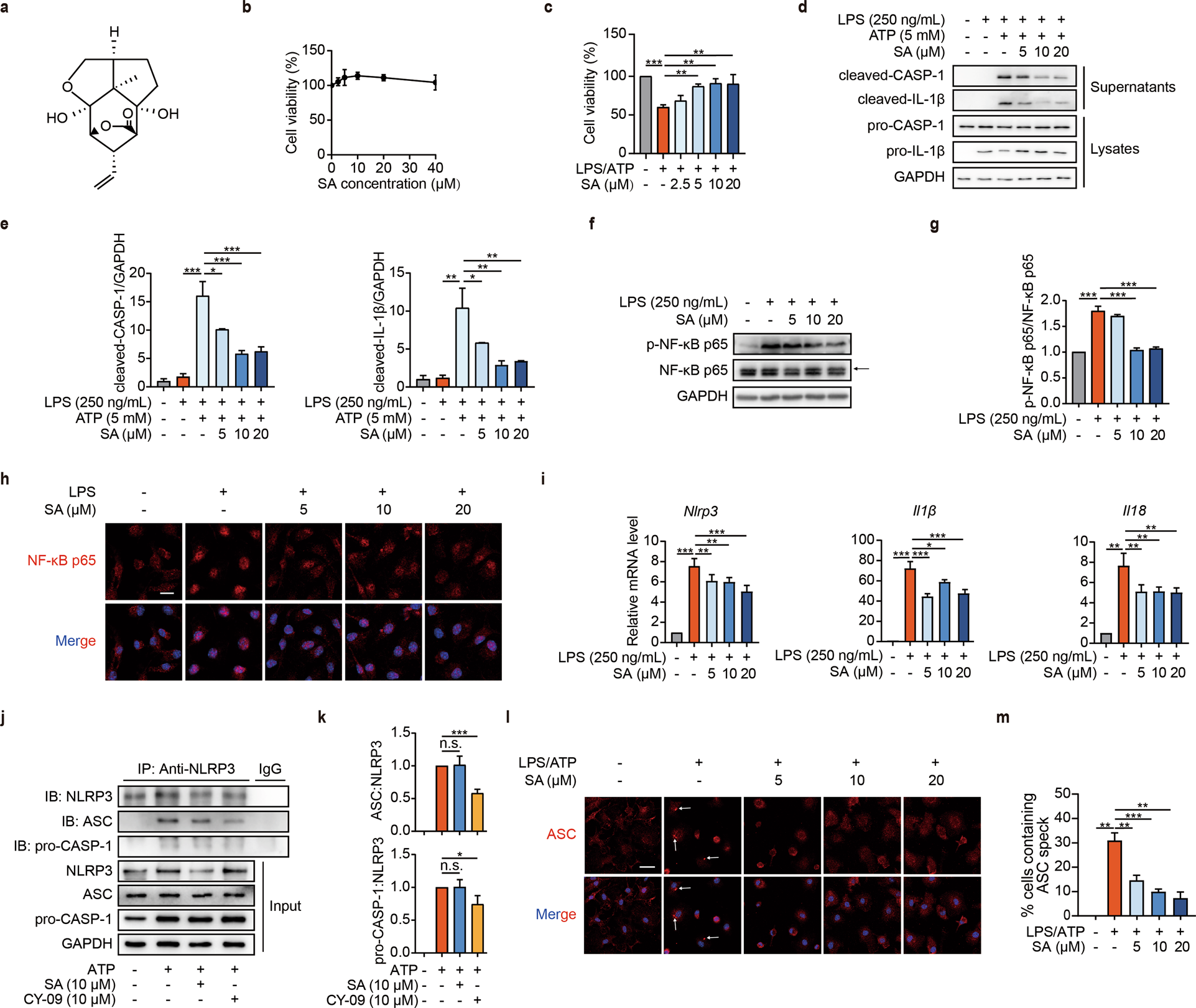 Sapidolide A alleviates acetaminophen-induced acute liver injury by  inhibiting NLRP3 inflammasome activation in macrophages | Acta  Pharmacologica Sinica