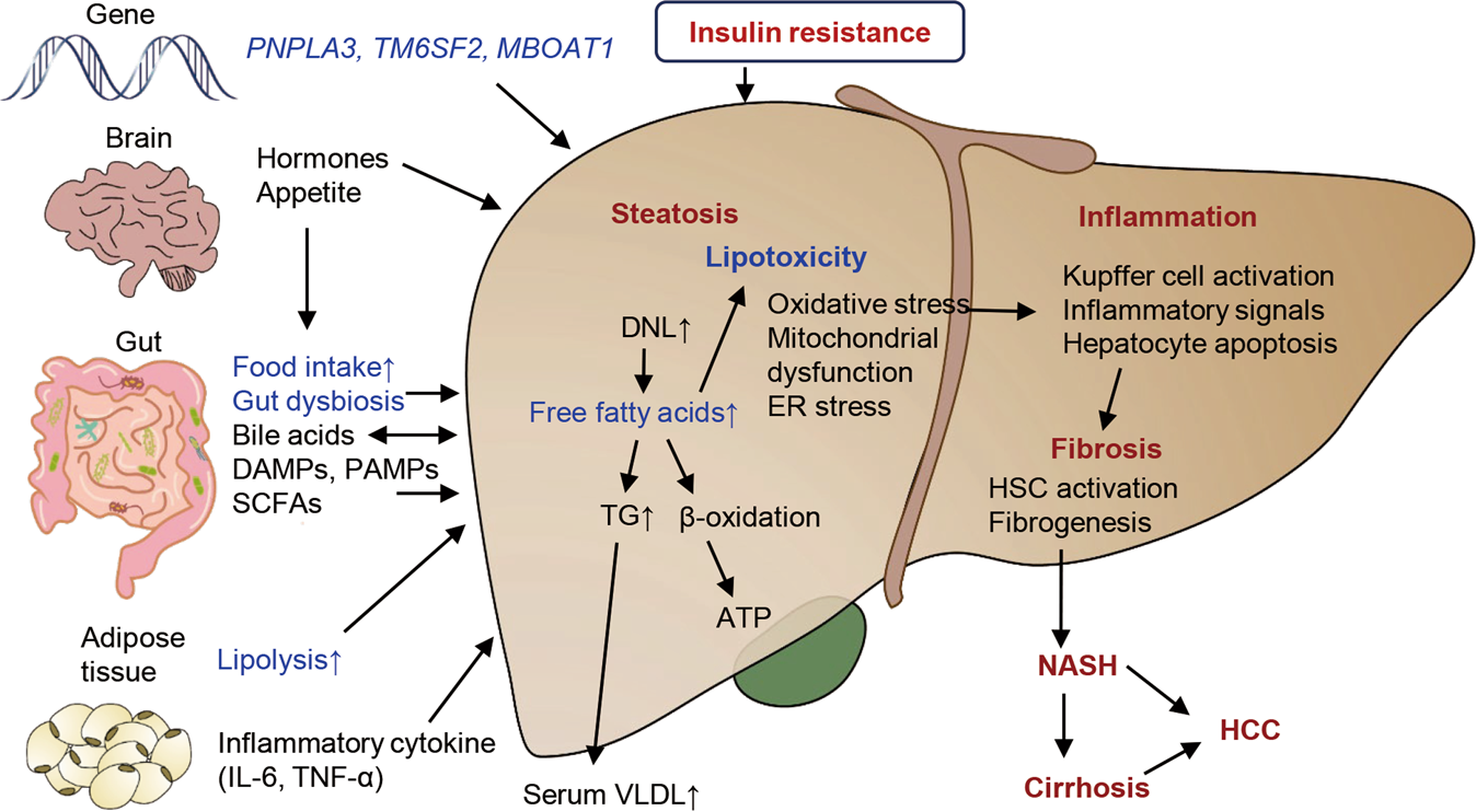 Monoacylglycerol Acyltransferase 2 (MGAT2) Inhibitors for the Treatment of  Metabolic Diseases and Nonalcoholic Steatohepatitis (NASH)