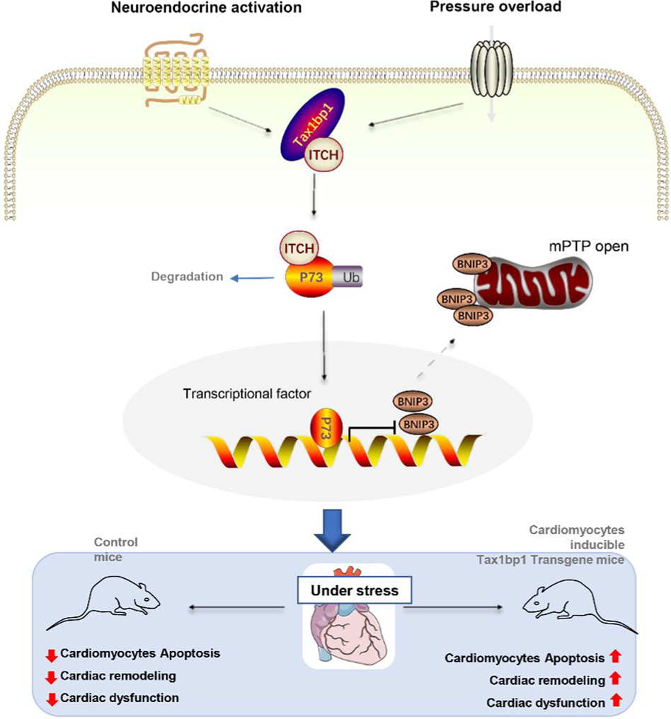 Tax1 banding protein 1 exacerbates heart failure in mice by activating ITCH-P73-BNIP3-mediated  cardiomyocyte apoptosis | Acta Pharmacologica Sinica