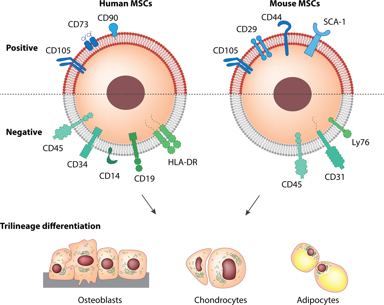 Mesenchymal stem cells in fibrotic diseases—the two sides of the same coin  | Acta Pharmacologica Sinica