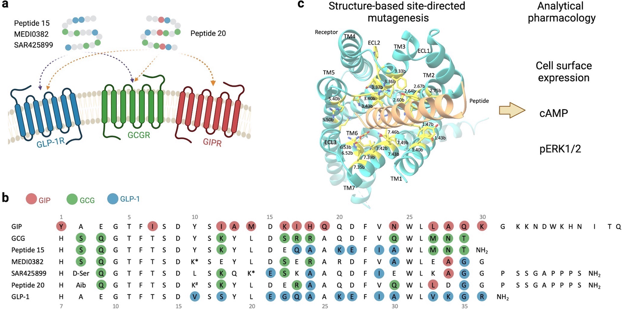 glp 1 gip and glucagon Effects of site-directed mutagenesis of GLP-1 and glucagon receptors on  signal transduction activated by dual and triple agonists