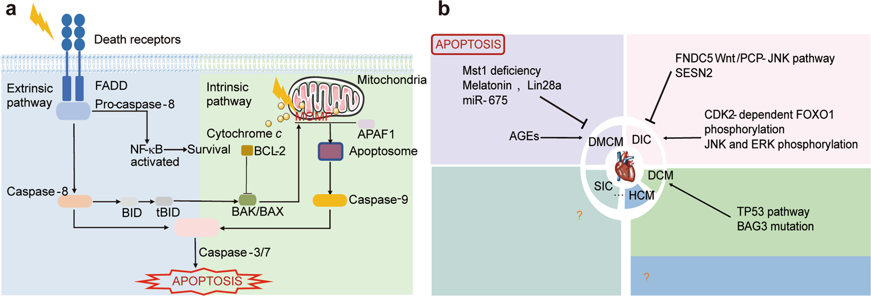 Regulated cell death pathways in cardiomyopathy | Acta Pharmacologica Sinica
