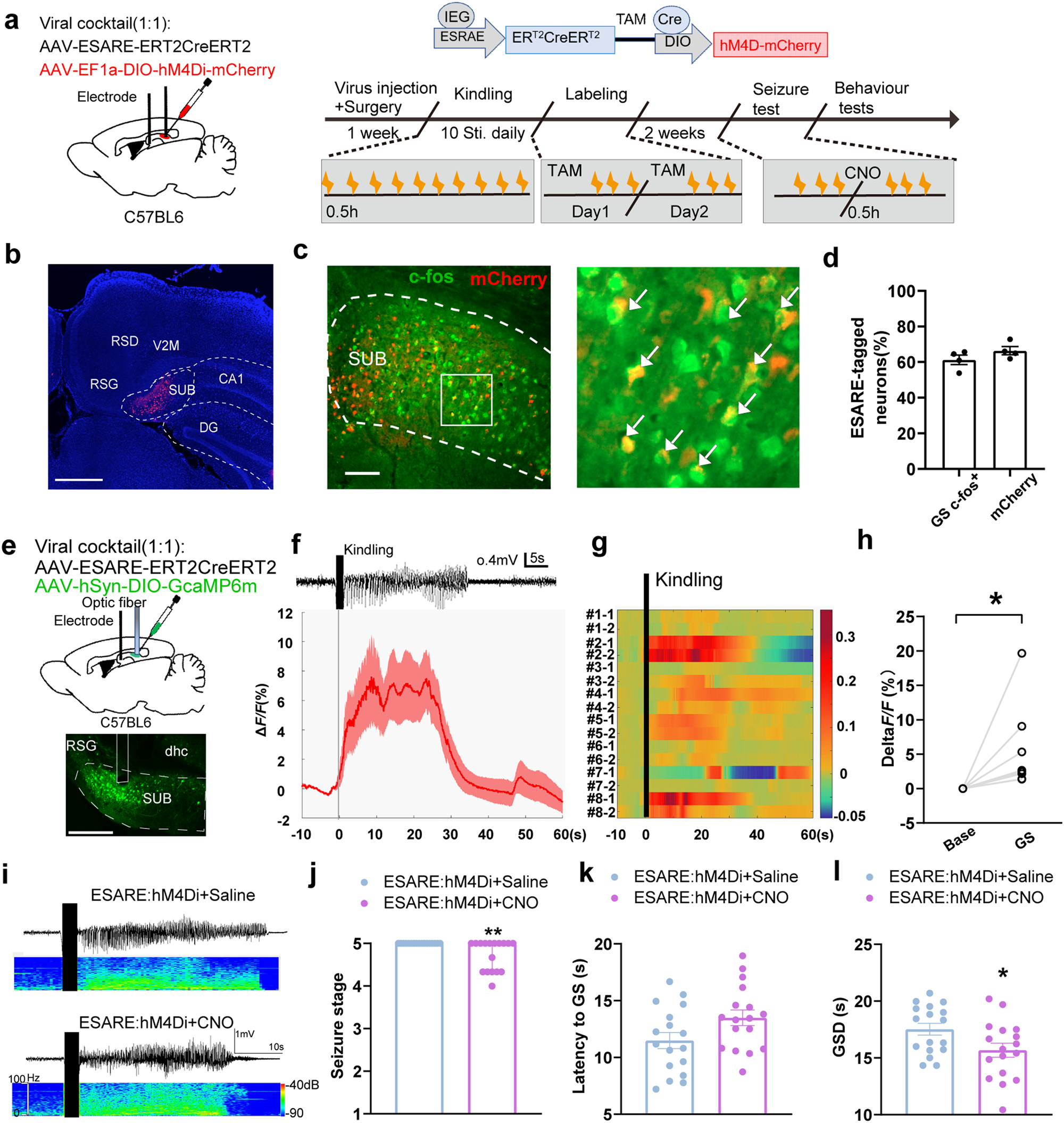 Chemogenetic inhibition of subicular seizure-activated neurons alleviates  cognitive deficit in male mouse epilepsy model | Acta Pharmacologica Sinica