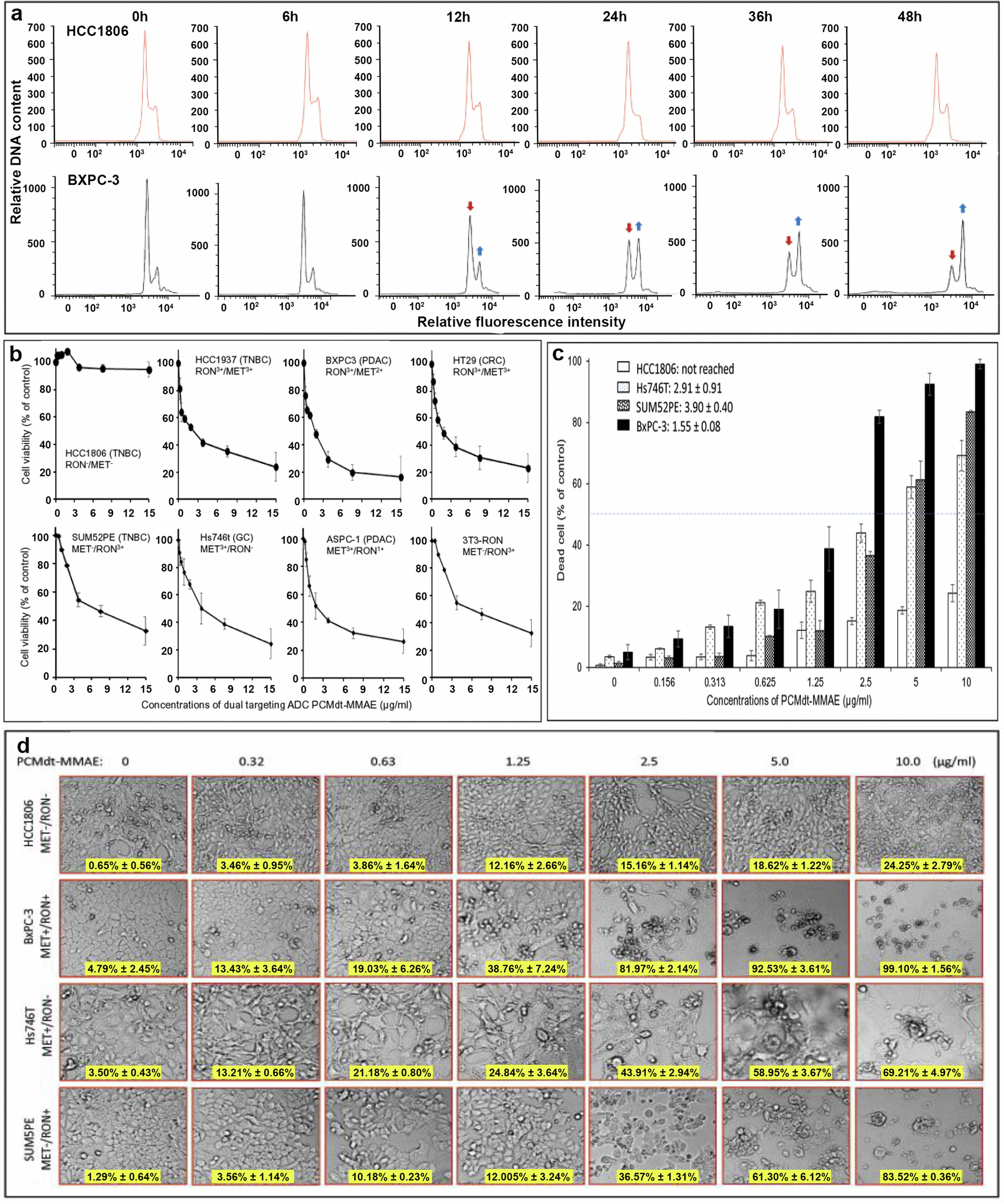 Fig. 4: Biological effects of PCMdt-MMAE on CRC cell cycle, survival, and death.