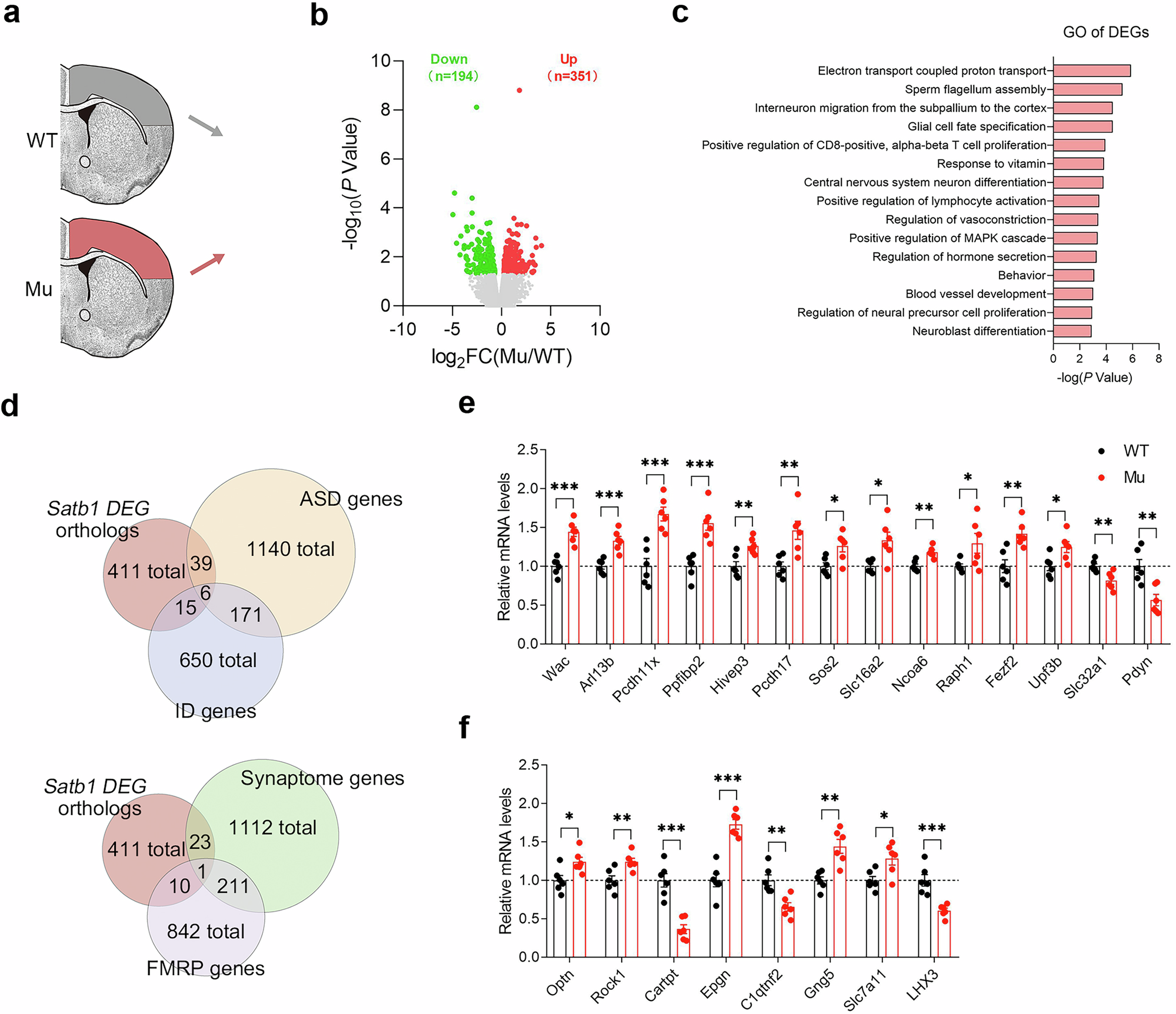 Fig. 7: Altered transcriptional profile in the cortex of Satb1 mutant rats.