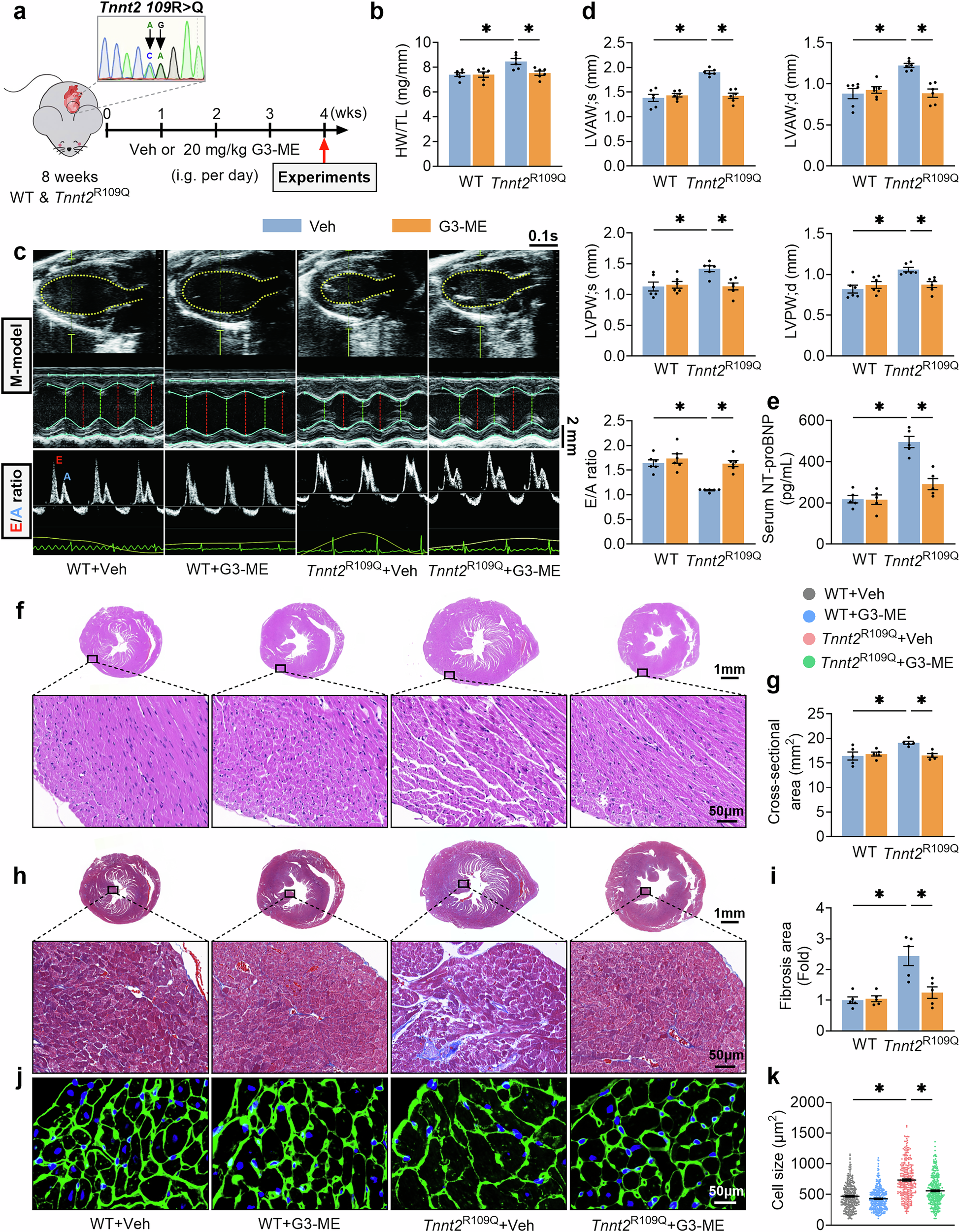 Fig. 5: Galangin 3-methyl ether (G3-ME) improves both cardiac function and structure in Tnnt2R109Q mice with pathological cardiac hypertrophy.