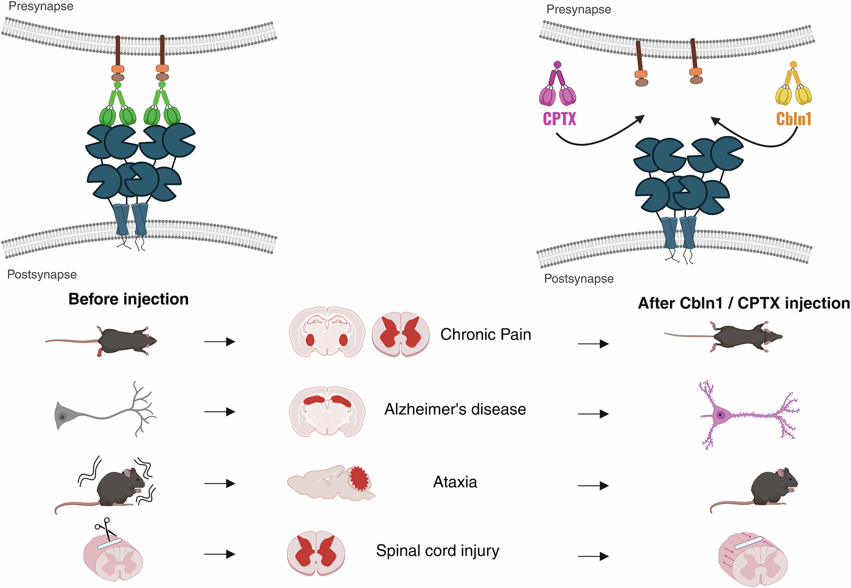 Fig. 2: Synapse-restoring potential of Cbln1 and synthetic synaptic organizer CPTX across neurological disease models.
