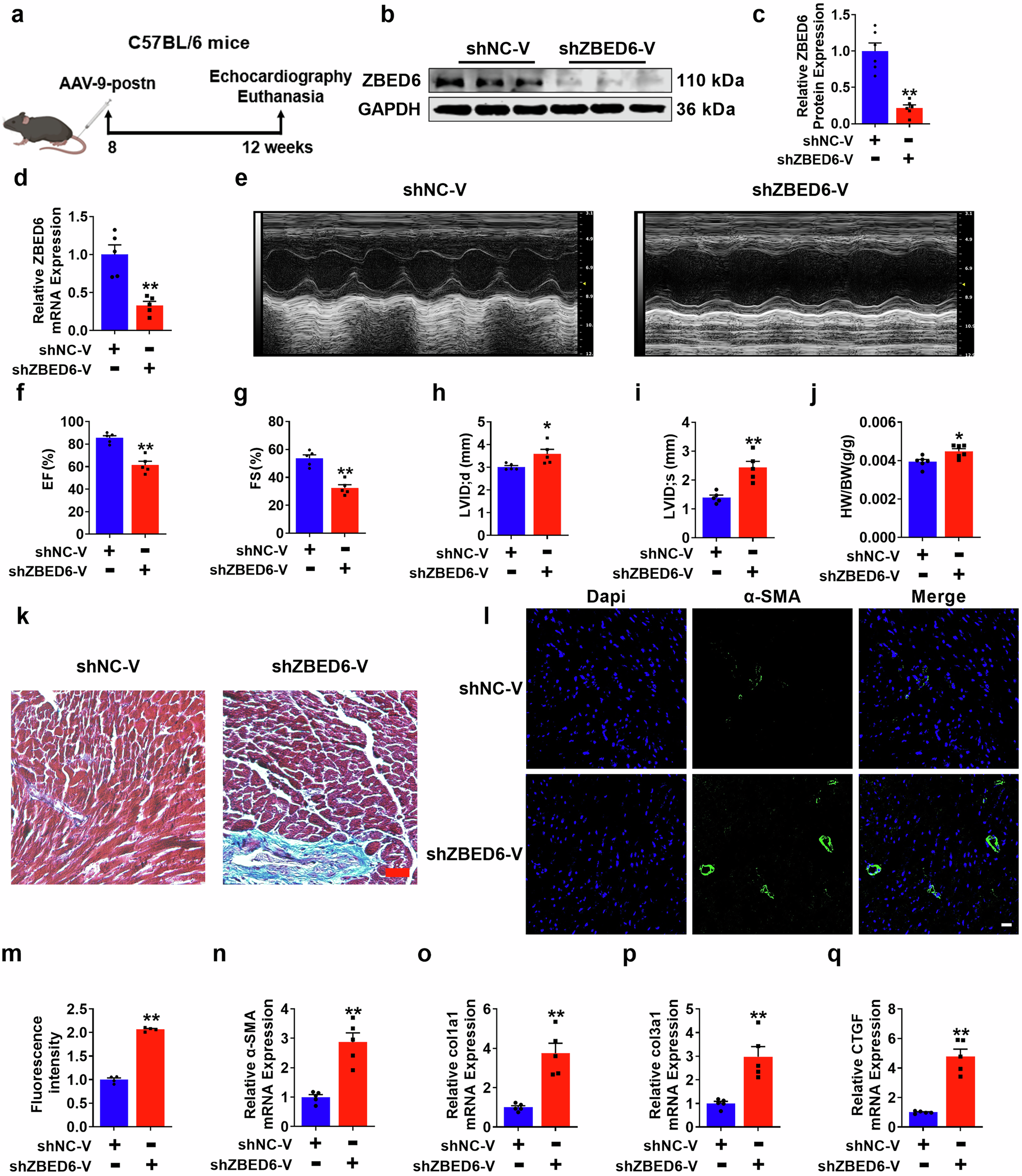 Fig. 3: ZBED6 silencing exacerbates cardiac fibrosis.