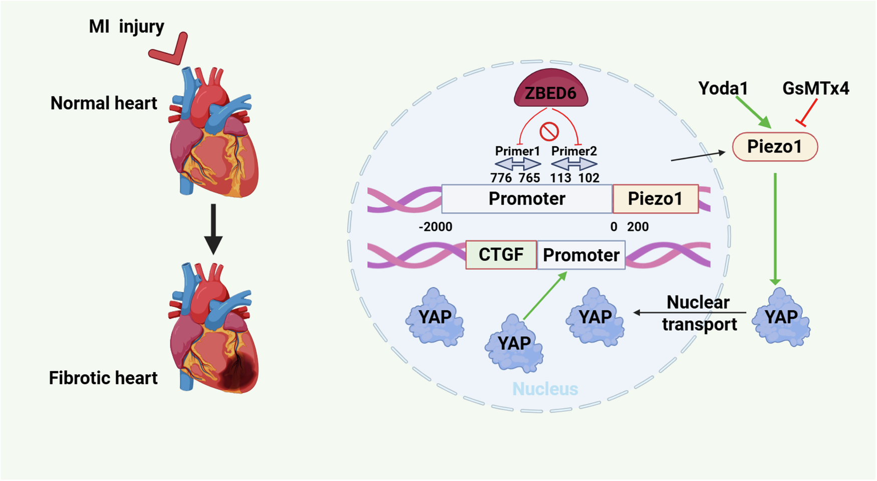 Fig. 9: Schematic diagram illustrating the mechanism by which ZBED6 attenuates cardiac fibrosis.