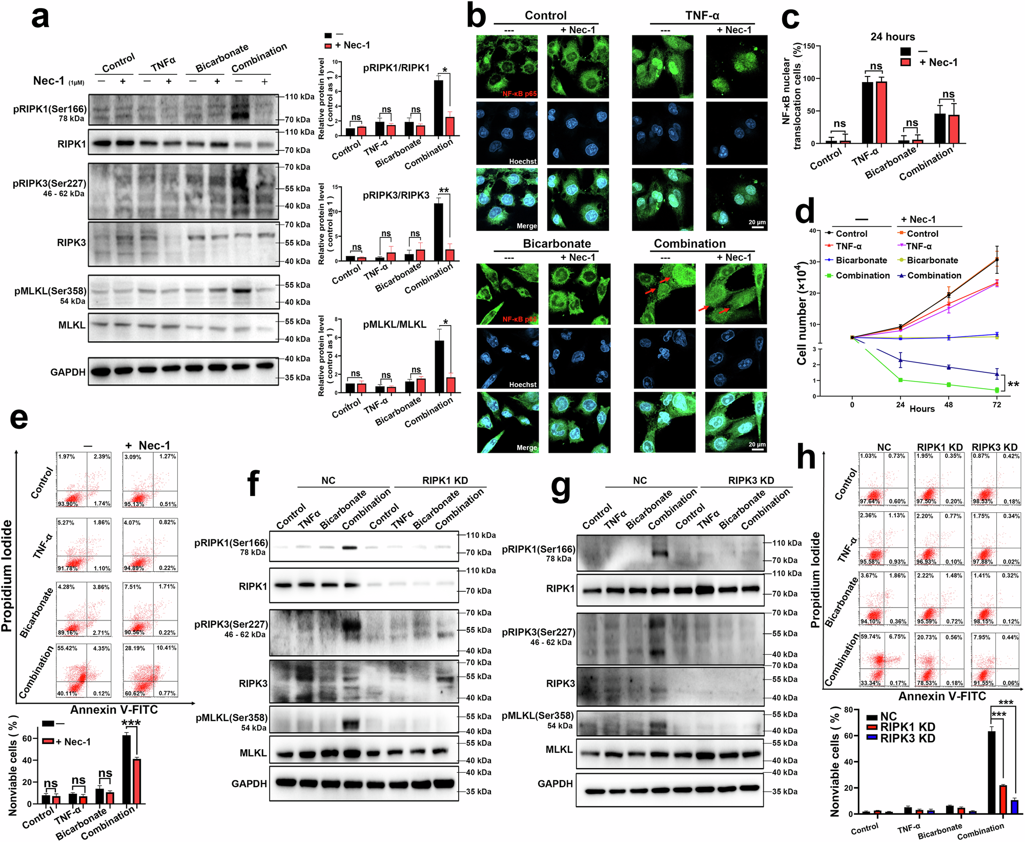 Fig. 3: Nec-1 suppresses RIP kinase-dependent necroptosis induced by TNF-α and bicarbonate.