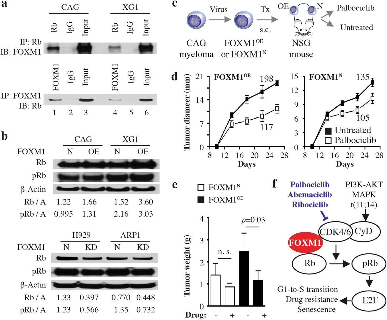 Fig. 2: FOXM1 interacts with the cyclin D-CDK4/6-Rb-E2F pathway in myeloma.