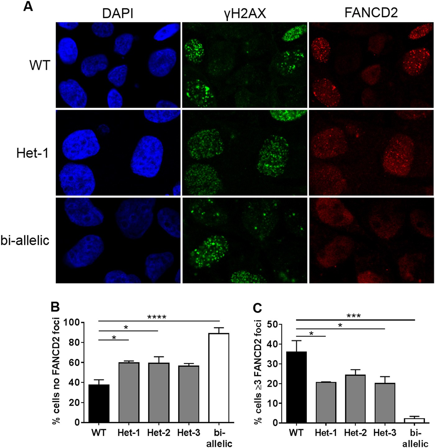 Fig. 2: FANCD2 foci formation in a FANCL heterozygous cell line model.