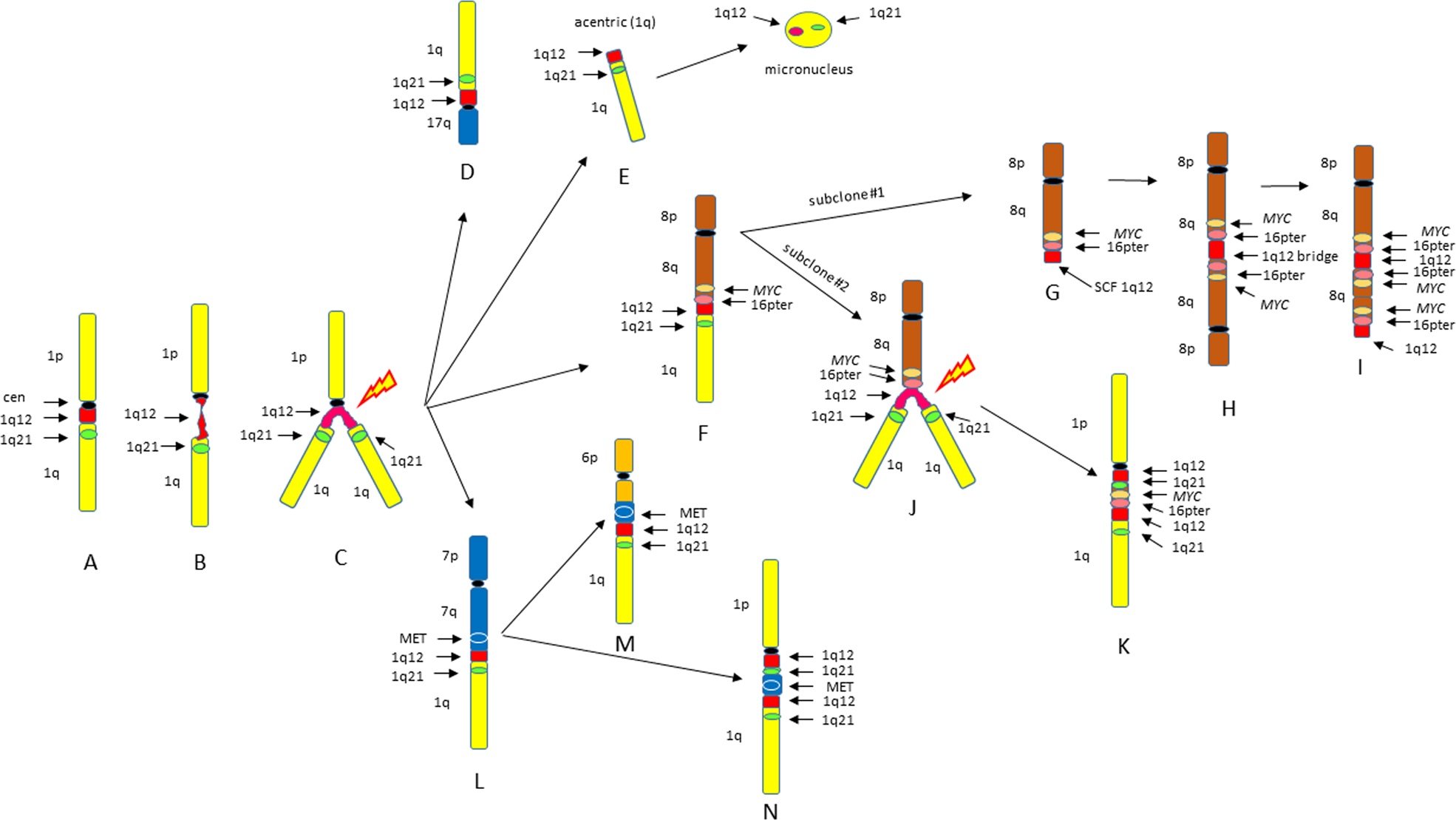 Fig. 6: Characterization of possible types of JT1q12 chromosome instability.