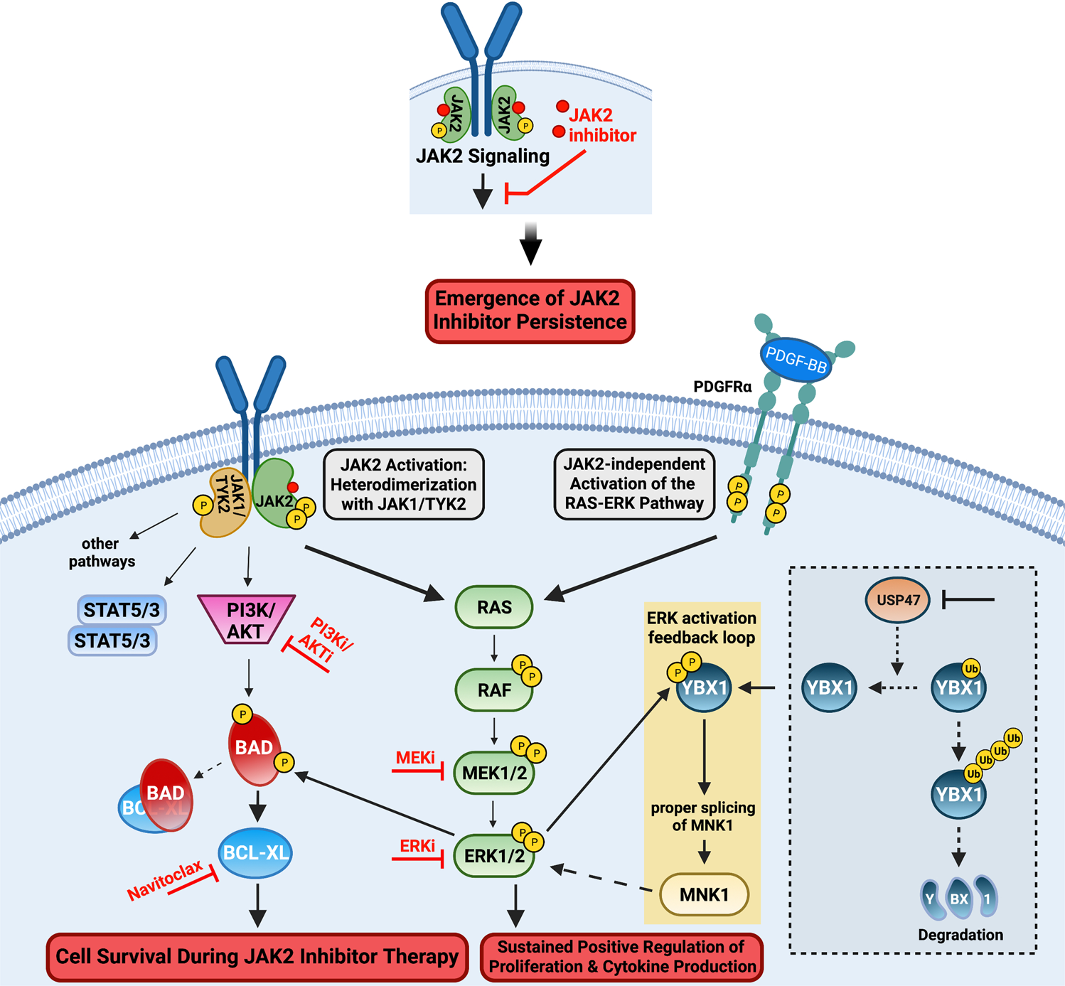 JAK2 inhibitor persistence in MPN: uncovering a central role of ERK  activation | Blood Cancer Journal