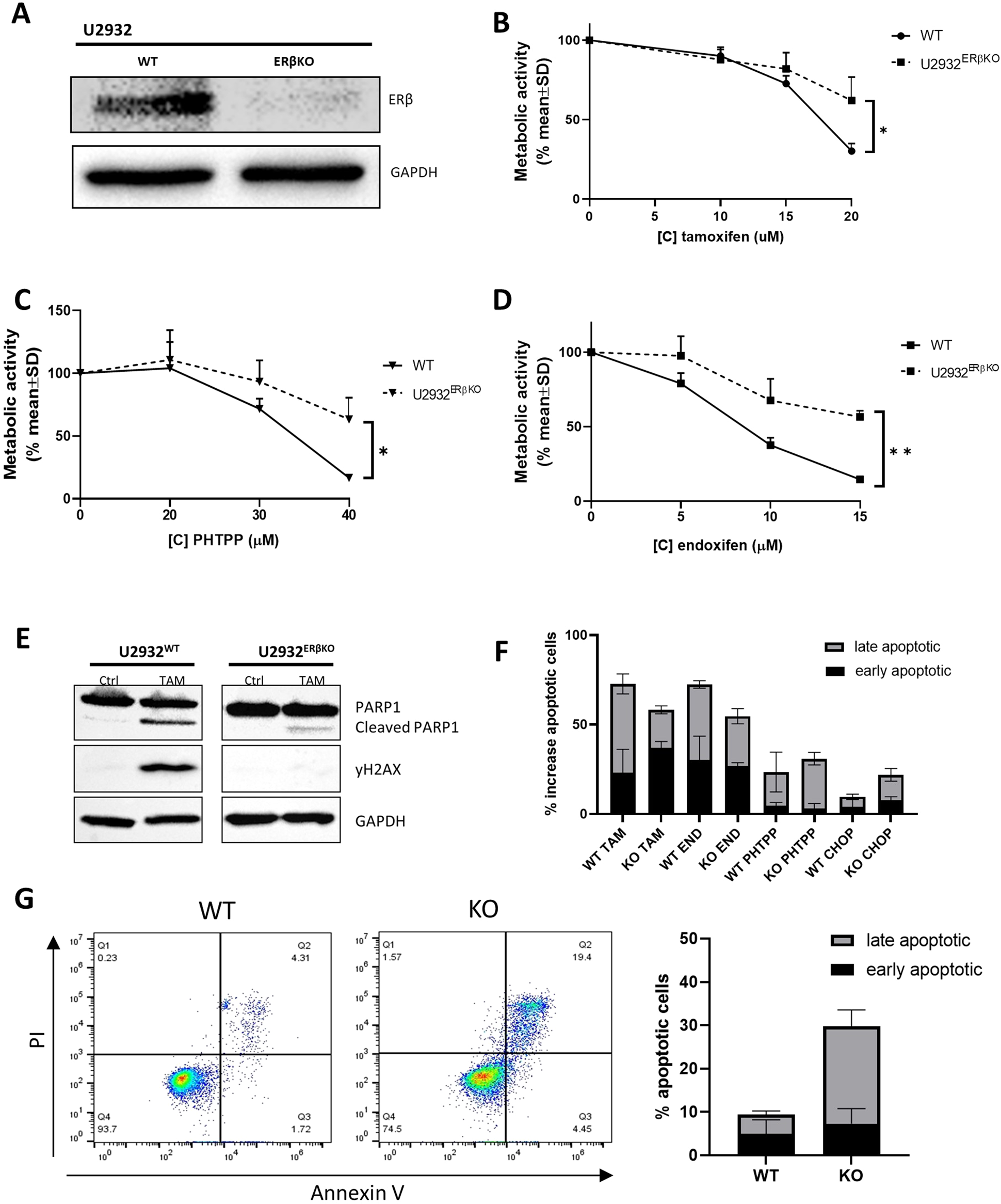 Fig. 4: ERβ KO reduces sensitivity to tamoxifen, endoxifen, and selective ERβ antagonist PHTPP.