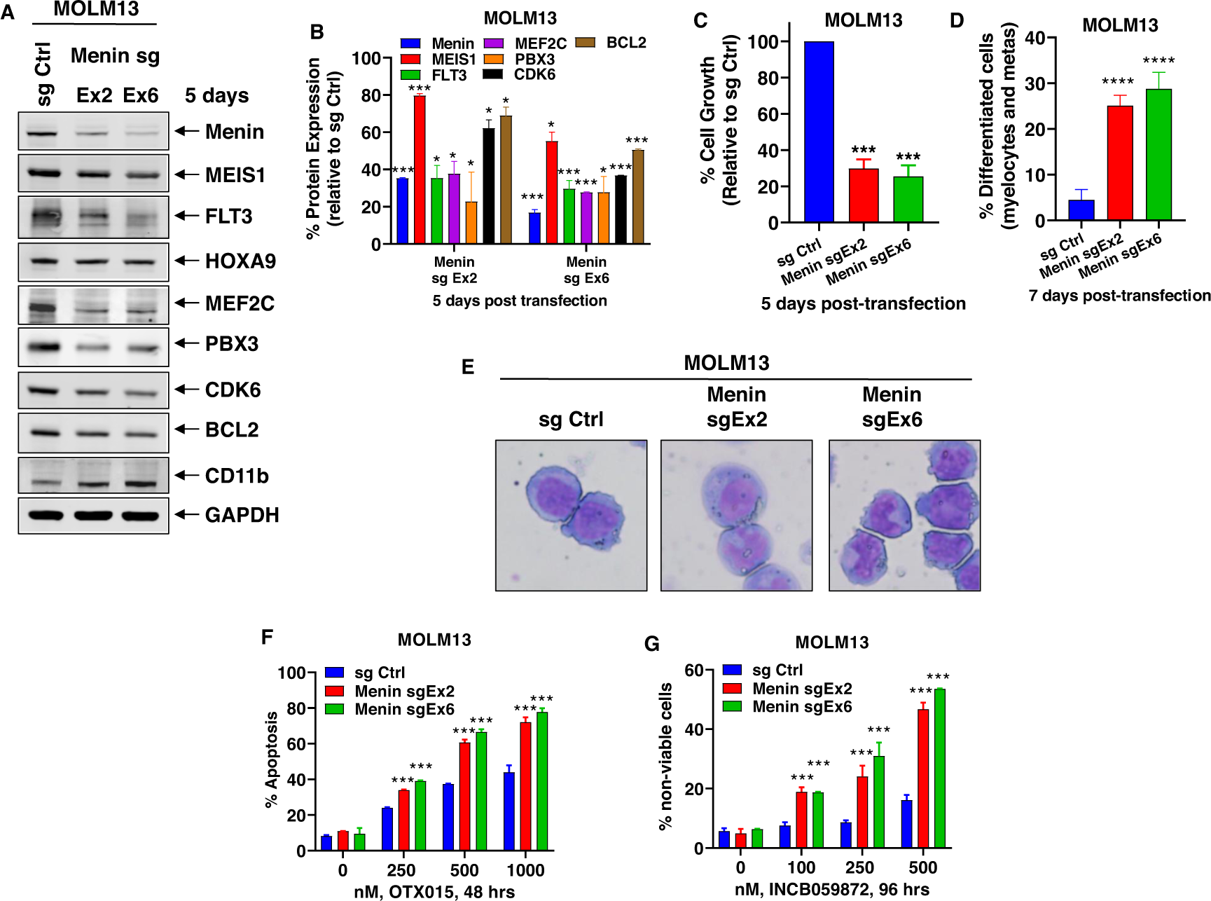 Targeting of epigenetic co-dependencies enhances anti-AML efficacy of Menin  inhibitor in AML with MLL1-r or mutant NPM1