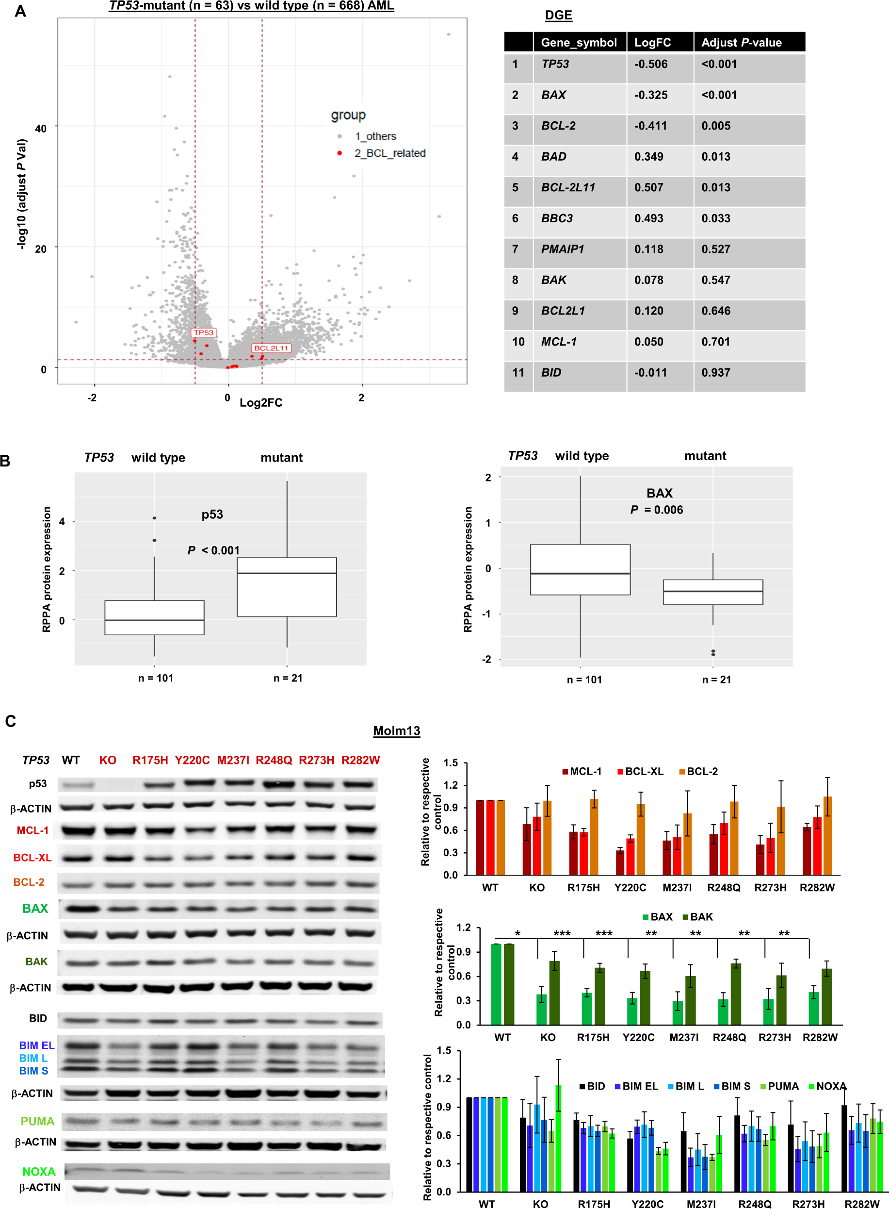 Fig. 1: BAX expression is significantly decreased in TP53-KO and -mutant AML cells.