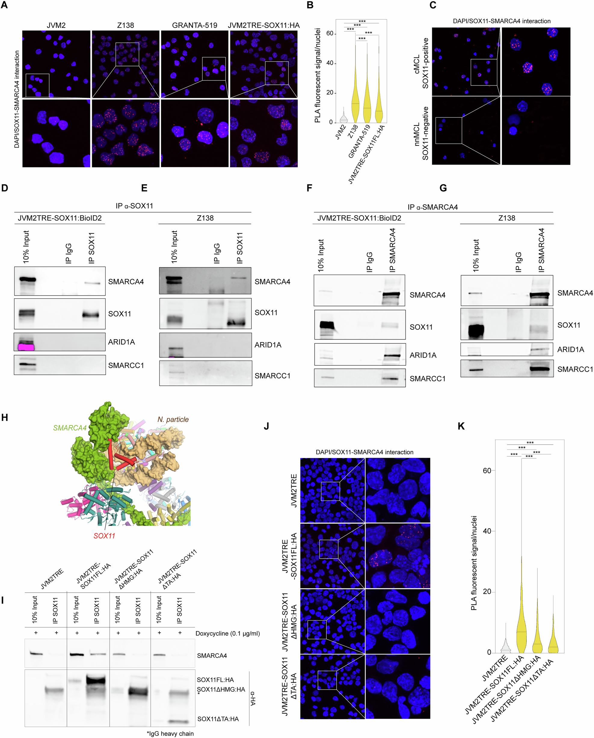 Fig. 2: SOX11 physically interacts with SMARCA4 in MCL.